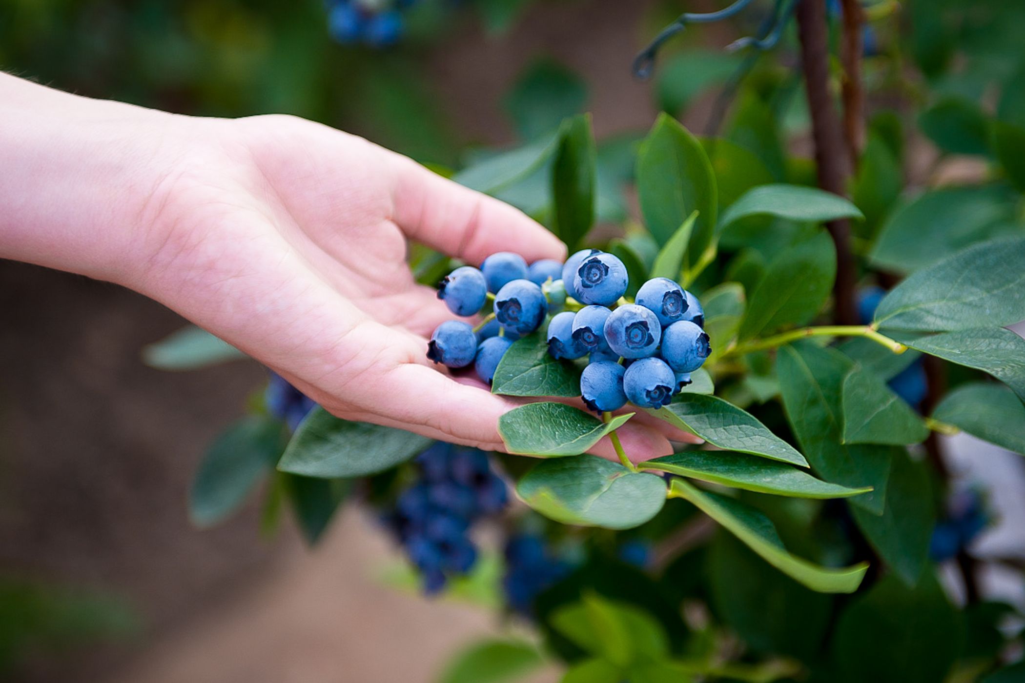 <p><strong>Brusnice</strong><em> (Vaccinium)</em>, jak se tento rod keřů nazývá, vytváří stejně jako většina vřesovcovitých keřů <em>(čeleď Ericaceae)</em>, takzvanou erikoidní mykorhizu s vřeckovýtrusými houbami, například voskovičkou vřesovcovou <em>(Hymenoscyphus ericae)</em>. Houbová vlákna kolonizují převážně buňky pokožky kořene, v nichž se tvoří typické útvary – klubka a smyčky. <strong>Spolužití je tak těsné, že kořeny ani nevytváří kořenové vlášení (jemné kořenové vlásky). Houba pomáhá rostlině získávat živiny na chudých substrátech, kde jiné keře rostou jen obtížně.</strong> Na vhodných stanovištích, kyselých písčitých půdách v borových a smrkových lesích, jsou proto především borůvky dominantními rostlinami lesního podrostu.</p><p><strong>Symbióza s houbou je ale také jedním z důvodů, proč se borůvky a brusinky jen špatně pěstují mimo přirozená stanoviště.</strong> Do zahrad se spíše hodí druhy, které nemají příliš vyhraněnou závislost na houbovém symbiontu, jako je například <strong>brusnice chocholičnatá</strong> <em>(Vaccinium corymbosum)</em>. Při pěstování v zahradě je přitom nutné vysazovat více rostlin pokud možno různých odrůd, protože většina brusnic jsou rostliny cizosprašné. <em>(foto: Shutterstock)</em></p>