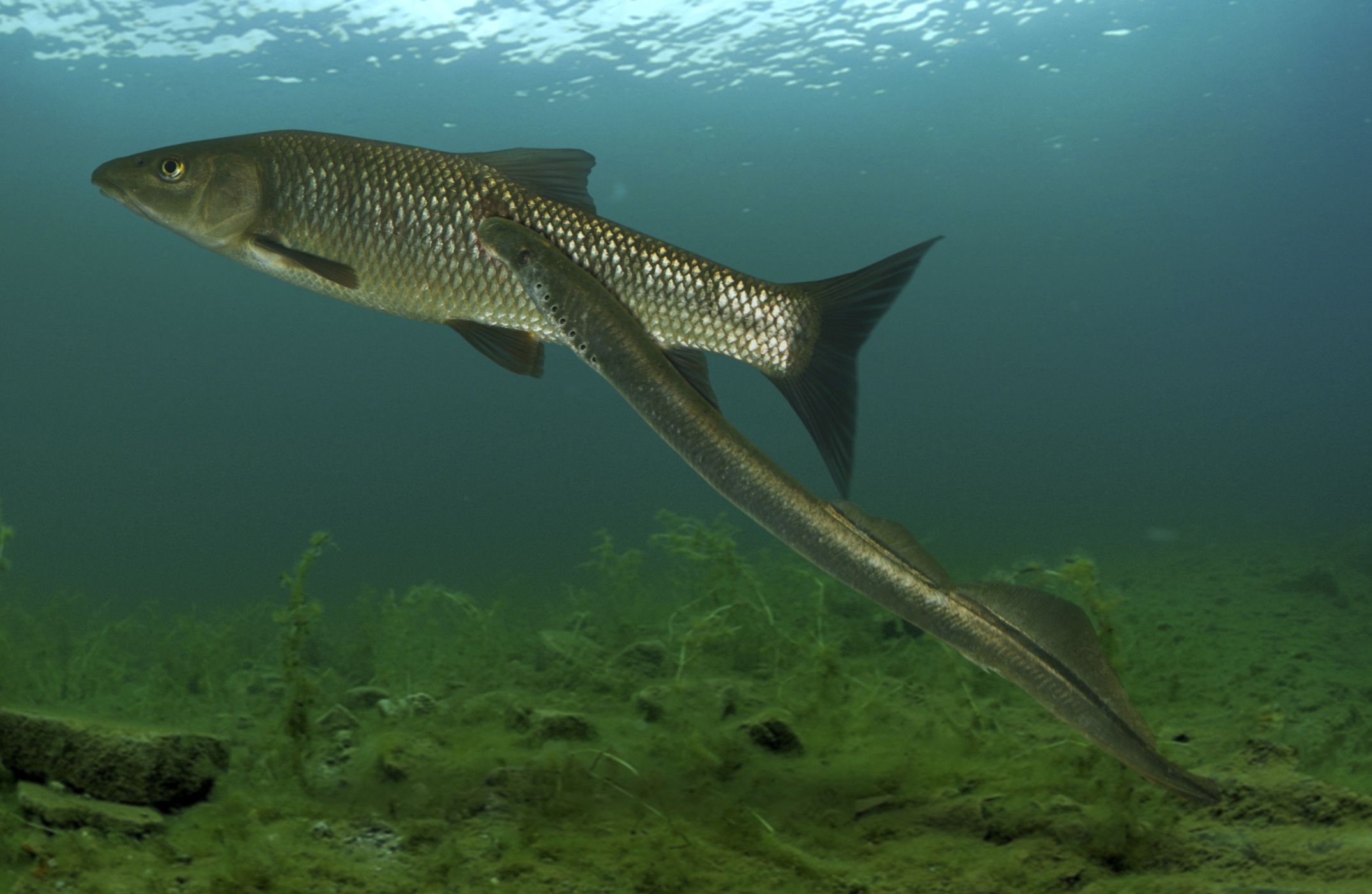<p><strong>Mihule říční</strong> <em>(Lampetra fluviatilis)</em> přisátá na <strong>parmu obecnou portugalskou</strong> <em>(Luciobarbus bocagei).</em></p>