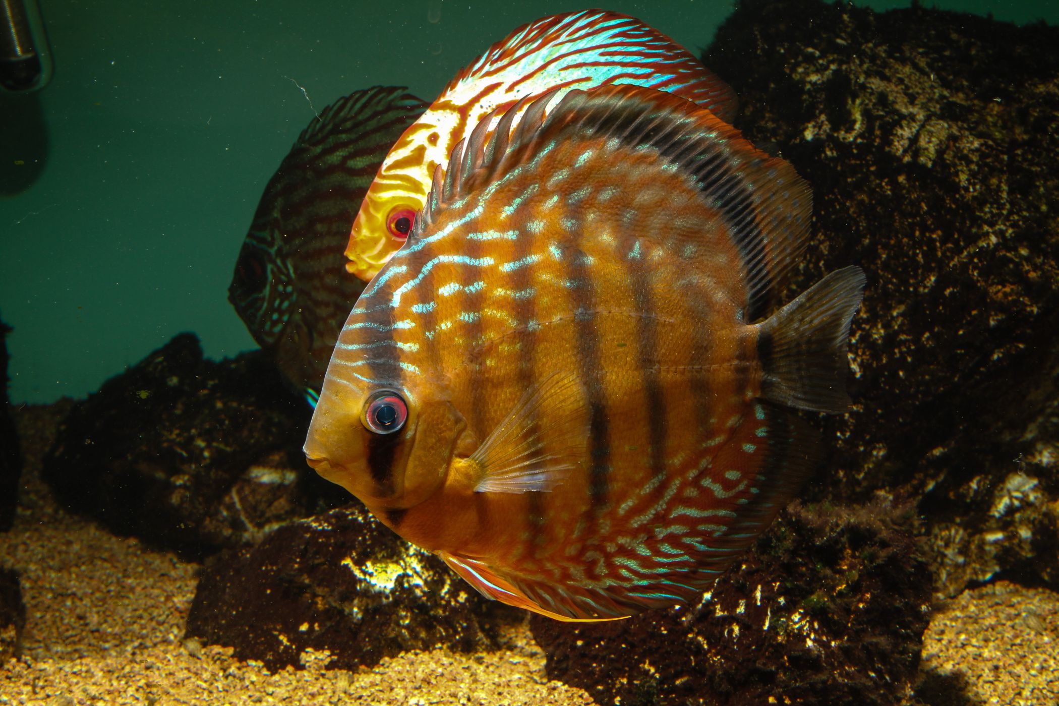 <p><strong>Terčovci hnědí</strong> <em>(Symphysodon aequifasciatus)</em> jsou relativně dlouhověké atraktivní ryby (dožívají se běžně přes deset let), je ale nutné zajistit jim měkkou a kyselou vodu, která odpovídá prostředí Amazonii.<em> (foto: Shutterstock)</em></p>