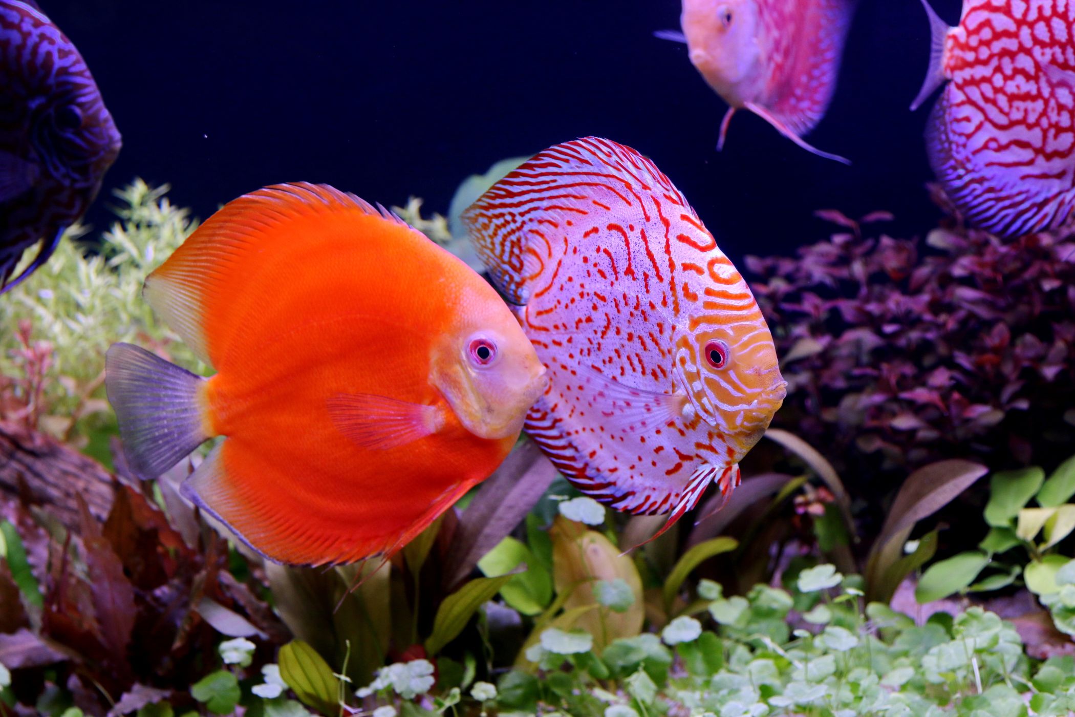 <p><strong>Terčovci červení</strong> <em>(Symphysodon discus)</em> jsou relativně dlouhověké atraktivní ryby (dožívají se běžně přes deset let), je ale nutné zajistit jim měkkou a kyselou vodu, která odpovídá prostředí Amazonii. <em>(foto: Shutterstock)</em></p>