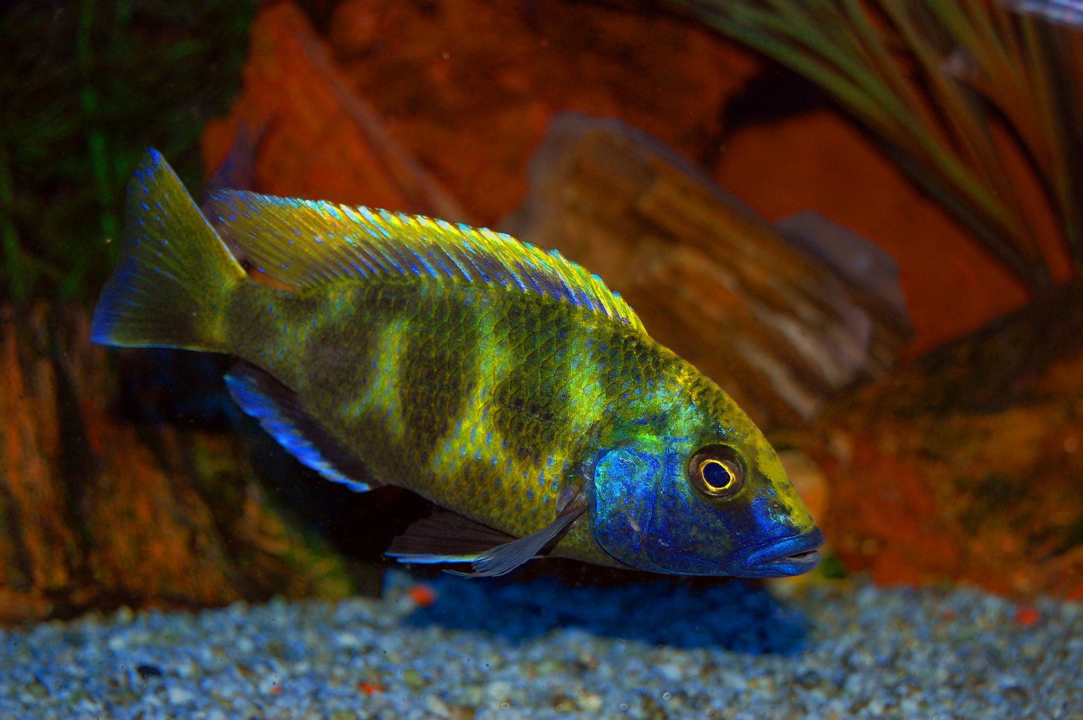<h3>Jezera Tanganika a Malawi</h3><p>Skalnatá a kamenitá jezera vyplňující obří kaňony v Africe jsou domovem nádherných druhů cichlid a tlamovců. Jezero je prakticky izolováno od okolí a vyvinuly se zde endemické druhy. Samotný rod vrubozobcovitých <em>(Cichlidiae)</em> zde má přes 290 druhů, z čehož je minimálně 36 endemických. Do akvárií se pochopitelně dostává jen část z nich. Izolace je tak velká, že v sousední jezeře Malawi, které vypadá velmi podobně, žijí zcela odlišné druhy ryb. </p><p><strong>Tlamovci</strong> (jako tento <em>Nimbochromis venustus</em>) získali svůj název podle toho, že jikry a později potěr nosí samice v tlamě. <em>(foto: Shutterstock)</em></p>
