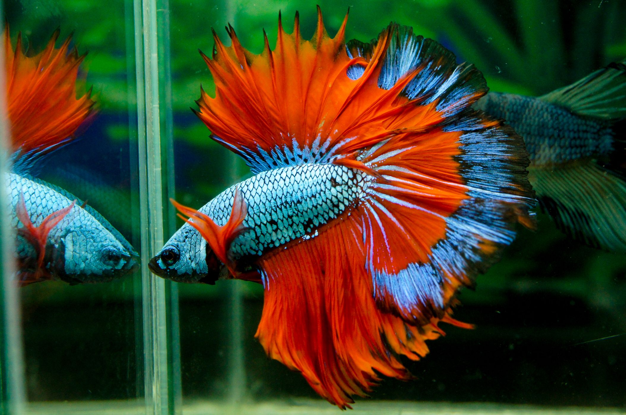 <p><strong>Bojovnice pestrá</strong> <em>(Betta splendens)</em> je většinou chována samostatně, pestře zbarvení samci totiž spolu zuřivě bojují a stejně reagují i na svůj odraz v zrcadle. Dlouhodobě se tím ale vyčerpávají a mohou rychle uhynout. Typické jsou pro ně i efektní tvary a barvy ploutví. <em>(foto: Shutterstock)</em></p>