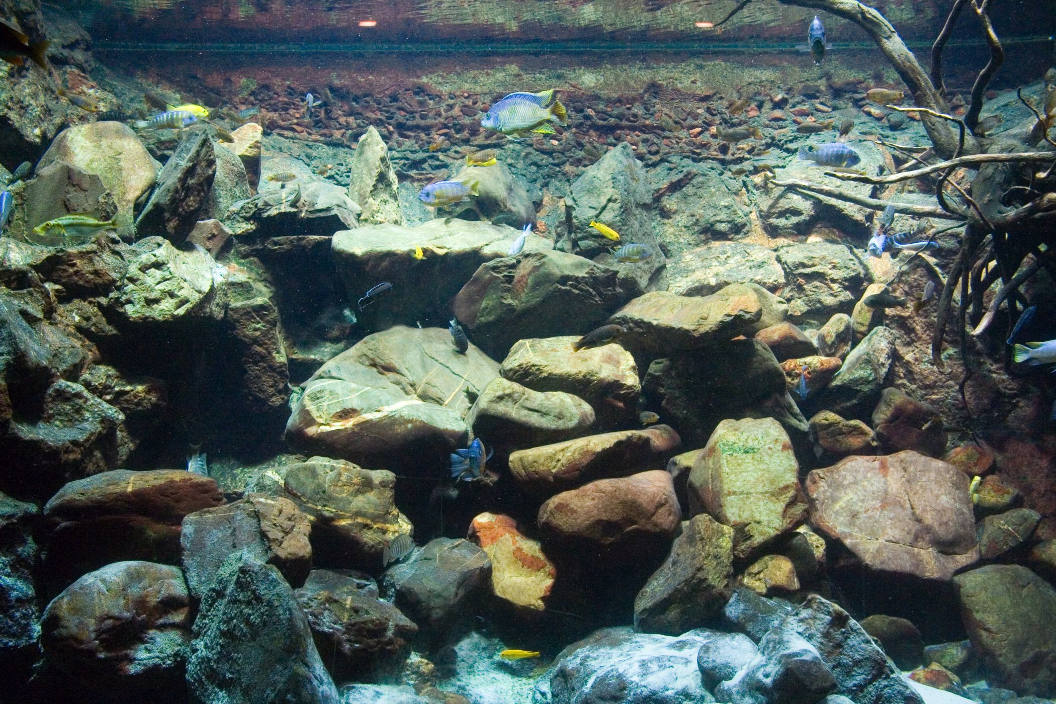 <h3>Biotopové akvárium</h3><p>Většina domácích akvárií spadá do kategorie „společenská“ – rybí osádka i rostliny jsou sestaveny tak, aby spolu mohly více či méně fungovat a byly dostatečně estetické. Část chovatelů ale volí akvária biotopová, kdy se v nádrži snaží sestavit výřez skutečně existujícího kusu přírody. </p><p>Známé jsou například nádrže označované jako <strong>africká jezera</strong> či <strong>Malawi</strong> (prakticky bez rostlin, zato s kupami kamenů připomínající na první pohled mořská akvária) či <strong>blackwater</strong> (opět téměř bez rostlin, zato s nánosy listí a větví, napodobující tříslovinami jantarově zbarvené vody Amazonky). Samozřejmostí je pak výběr pouze těch druhů ryb, které se v daném místě vyskytují. <em>(foto: Wikimedia Commons, Svdmolen, CC BY-SA 3.0)</em></p>
