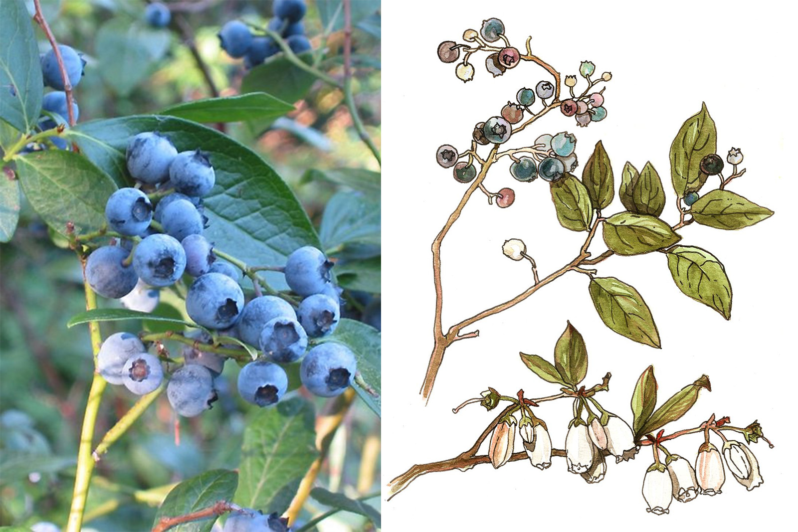 <h3>Brusnice chocholičnatá <em>(Vaccinium corymbosum)</em></h3><p><strong>Brusnice chocholičnatá</strong> je jednou z mateřských rostlin takzvaných kanadských borůvek, které se pěstují jako ovocné dřeviny v řadě odrůd. Jde o vyšší opadavý keř, který kvete na loňských větvích. Květy jsou stopkaté, baňkovité, v hroznatém květenství. Barva květu sahá od bílé přes narůžovělou po růžovou. Na rozdíl od našich borůvek nevytváří podzemní výběžky. <strong>Mají velké plody, jež jsou odolné při transportu a vydrží delší skladování než naše domácí borůvky.</strong></p><p><strong>Výška:</strong> až 4 metry<br /><strong>Barva plodu:</strong> modré, sivé na povrchu, šťáva nebarví<br /><strong>Rozšíření:</strong> Severní Amerika vyjma prérijního pásu; pěstuje se v Evropě, Číně, Japonsku a na Novém Zélandu<br /><strong>Ekologie:</strong> bažiny, břehy potoků, světlé lesy, bory, horské louky, porosty vřesovcovitých keřů</p><p><em>(foto: Wikimedia Commons, CC BY-SA 3.0, ilustrace: Tereza Samková)</em></p>