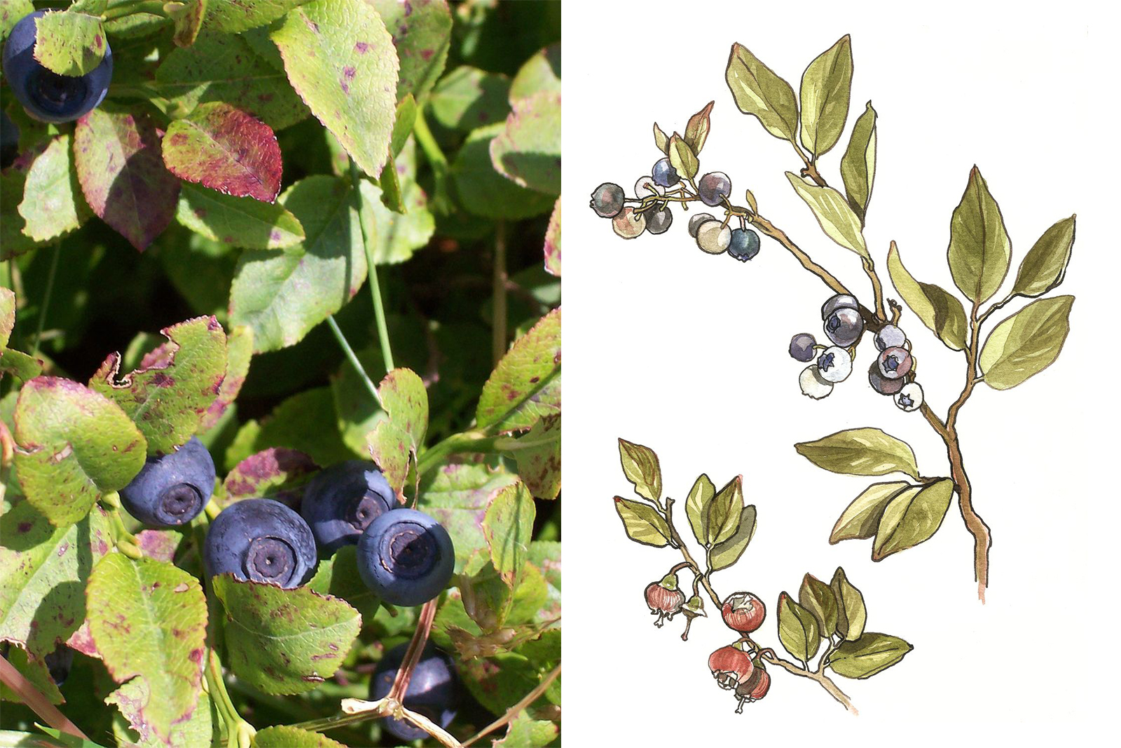 <h3>Borůvka <em>(Vaccinium myrtillus)</em></h3><p><strong>Borůvka</strong> <em>(Vaccinium myrtillus)</em> má v zemi plazivé výhony, pomocí kterých vytváří rozsáhlé kolonie. Mladé větve jsou zelené. Zvonkovité nazelenalé nebo růžové květy vyrůstají jednotlivě. Bobule jsou velice chutné a mají výhodné dietetické vlastnosti.</p><p>Sušené listy borůvek se používají při léčbě řady onemocnění. Pravidelné užívání, především většího množství, by ale nemělo přesáhnout tři týdny. <strong>Užívání vysokých dávek může být nebezpečné především během těhotenství a při antikoagulační léčbě. Čaj vyrobený ze sušených listů je silně adstringentní, močopudný, tonizující a má antiseptické účinky pro močové cesty</strong>. Používá se také při léčbě cukrovky. Odvar z listů a větviček se aplikuje lokálně při zánětech v ústech a v krku. Zatímco čerstvé plody mají mírně projímavý účinek, po vysušení se naopak používají při léčbě průjmu.</p><p><strong>Výška:</strong> do 50 cm<br /><strong>Barva plodu:</strong> tmavě modrá, šťáva barví fialově<br /><strong>Rozšíření:</strong> Evropa, Grónsko, Kavkaz, Sibiř, Mongolsko, západní Čína a západní část Severní Ameriky<br /><strong>Ekologie:</strong> roste v jehličnatých a listnatých lesích, na vřesovištích a rašeliništích, horských loukách, v tundře; vyžaduje kyselé, na živiny chudé půdy</p><p><em>(foto: Wikimedia Commons, B.navez, CC BY-SA 3.0, ilustrace: Tereza Samková)</em></p>