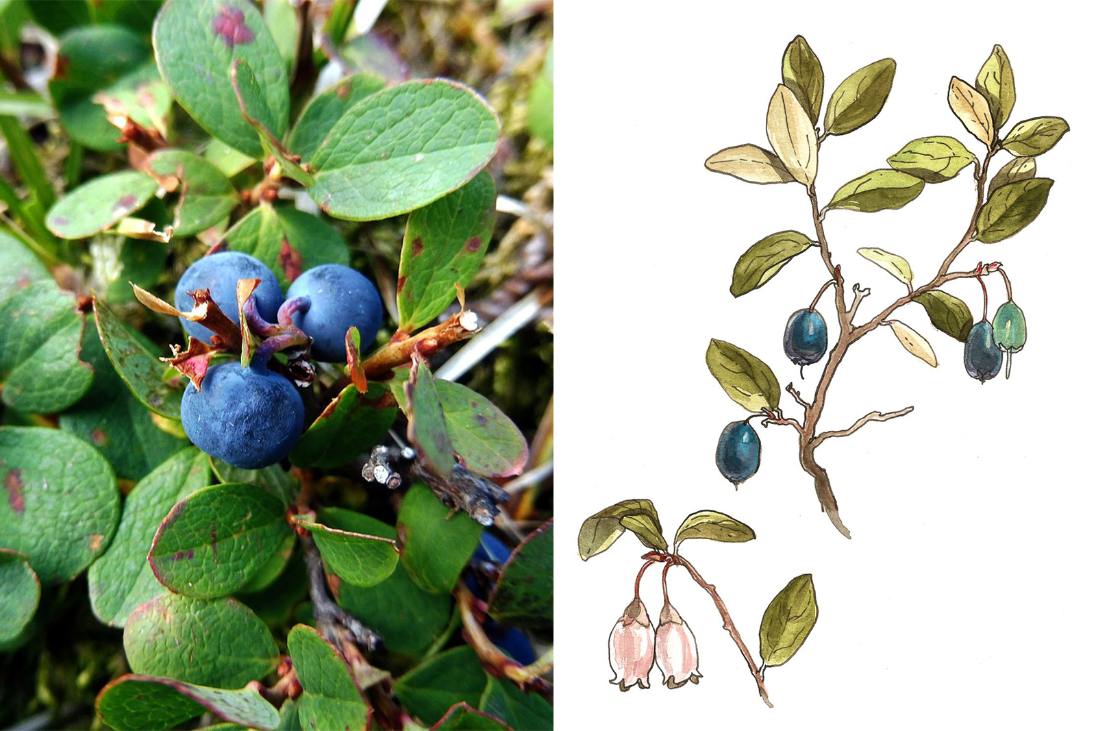 <h3>Vlochyně (Vaccinium uliginosum)</h3><p><strong>Vlochyně</strong> <em>(Vaccinium uliginosum)</em> je keř podobný borůvkám, od nichž se však liší vyšším vzrůstem a sivými listy, které jsou na povrchu žilkované. <strong>Požití bobulí může způsobit bolesti hlavy a omámení, jsou-li konzumovány ve větším množství. V některých oblastech se používaly jako halucinogeny při rituálních obřadech.</strong> Toxicitu nejspíše způsobuje napadení parazitickou houbou.</p><p>Sušené listy jsou antiseptické, stahující. Používají se jako lék proti nadýmání, mají zklidňující účinek, snižují hladinu krevního cukru. Pro léčivé účinky se využívá méně než listy borůvek.</p><p><strong>Výška:</strong> 80 cm<br /><strong>Barva plodu:</strong> tmavě modré, šťáva nebarví<br /><strong>Rozšíření:</strong> Severní a střední Evropa, Sibiř, východní Asie až po Japonsko, sever Severní Ameriky<br /><strong>Ekologie:</strong> tundra, rašeliniště, horské louky</p><p><em>(foto: Wikimedia Commons, Isidre blanc, CC BY-SA 4.0, ilustrace: Tereza Samková)</em></p>
