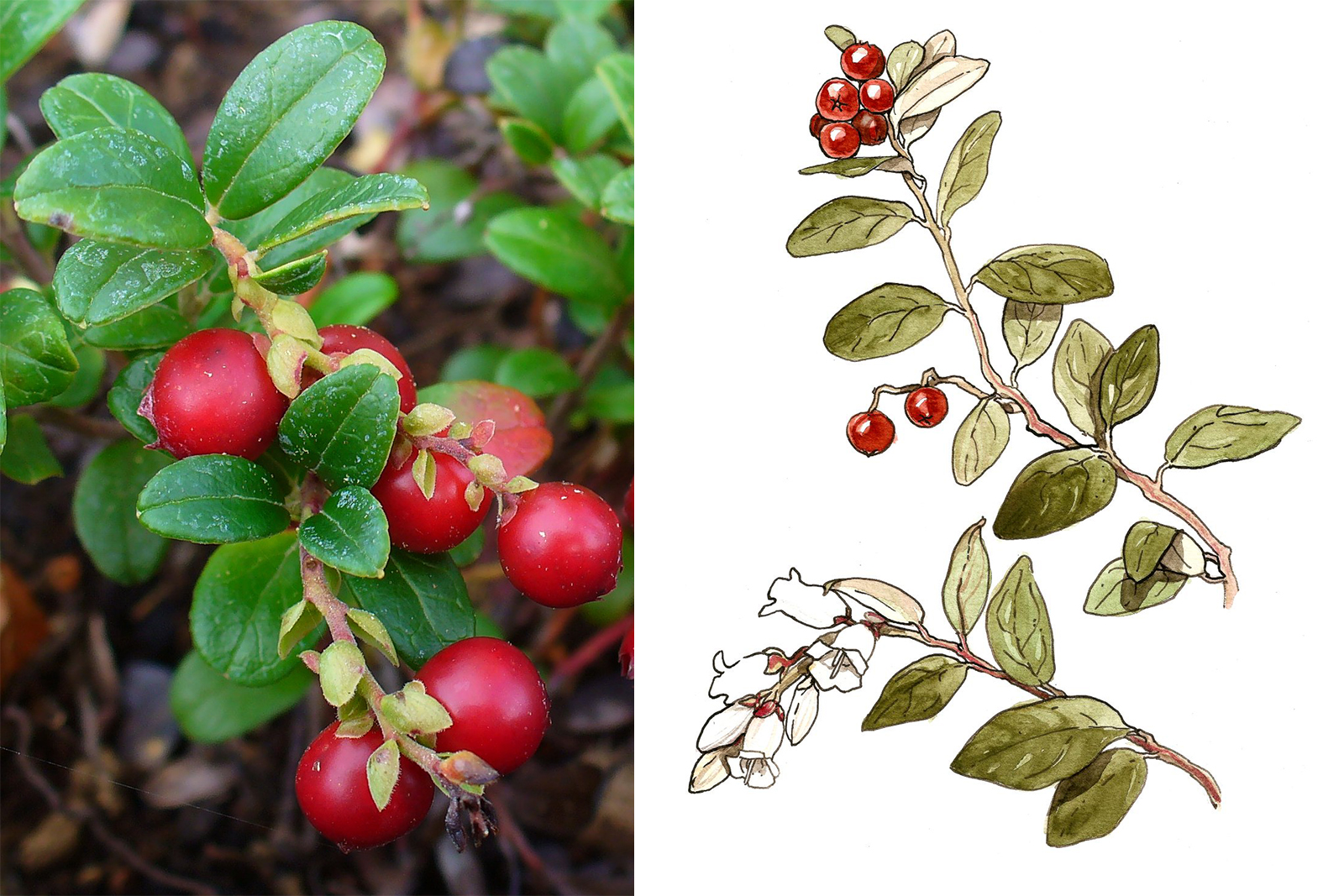 <h3>Brusinka <em>(Vaccinium vitisidaea)</em></h3><p><strong>Brusinka</strong> <em>(Vaccinium vitisidaea)</em> je stálezelený hustě větvený keřík s kožovitými, lesklými listy. Květy jsou bílé nebo narůžovělé v koncových 3–15květých hroznech. Oblíbené ovoce, které se jí čerstvé nebo zavařené jako kompot. <strong>Sušené listy jsou antiseptické, stahující, močopudné. Používají se k léčbě revmatismu a zánětu močových cest.</strong> Zralé plody se konzumují čerstvé nebo sušené jako lék na průjem, při bolesti v krku a kašli. </p><p>Pro obsah arbutinu, který je toxický, by se čaj neměl pít pravidelně a ve vysokých dávkách. Z rostlin se dříve připravovala žlutá a červená barva.</p><p><strong>Výška:</strong> 30 cm<br /><strong>Barva plodu:</strong> červená<br /><strong>Rozšíření:</strong> severní polokoule, sever a hory Evropy, Grónsko, sever Severní Ameriky, severní a východní Asie<br /><strong>Ekologie:</strong> ve světlých listnatých i jehličnatých lesích, na vřesovištích a rašeliništích, horských loukách s kyselým substrátem</p><p><em>(foto: Wikimedia Commons, H. Zell, CC BY-SA 3.0, ilustrace: Tereza Samková)</em></p>