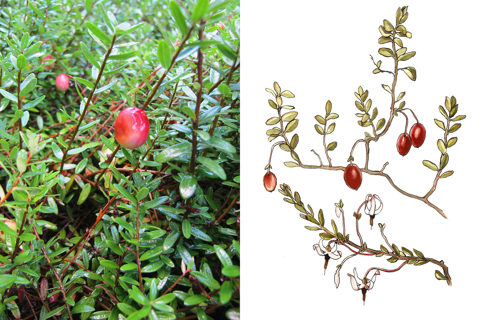 <h3>Klikva velkoplodá (Vaccinium macrocarpon)</h3><p>Klikvy jsou nízké stálezelené keře s dlouhými, tenkými, plazivými větvičkami. Květy vyrůstají jednotlivě, jsou turbánkovitě rozevřené. Dříve byly klikvy řazeny do samostatného rodu <em>Oxycoccus</em>. U nás rostou na rašeliništích dva podobné druhy: <strong>klikva bahenní</strong> <em>(Vaccinium oxycoccos)</em> a <strong>klikva maloplodá</strong> <em>(Vaccinium microcarpum)</em>. Klikvy mají poměrně tuhé plody, které na rostlině vydrží až do jara následujícího roku.</p><p>Klikva velkoplodá je původem americká ovocná dřevina. Pěstuje se průmyslově většinou na dně vypuštěných rybníků. V době zralosti se rybník naplní, plody vyplavou na hladinu a sbírají se. Plody klikvy se dále kompotují nebo suší. U nás se obvykle prodávají jako „brusinky“.</p><p><strong>Výška:</strong> 20 cm<br /><strong>Barva plodu:</strong> červená<br /><strong>Rozšíření:</strong> Severní Amerika, zplanělá v Británii, pěstuje se na Novém Zélandu<br /><strong>Ekologie:</strong> rašeliniště, bažiny</p><p><em>(foto: Wikimedia Commons, Kristine Paulus, CC BY 2.0, ilustrace: Tereza Samková)</em></p>