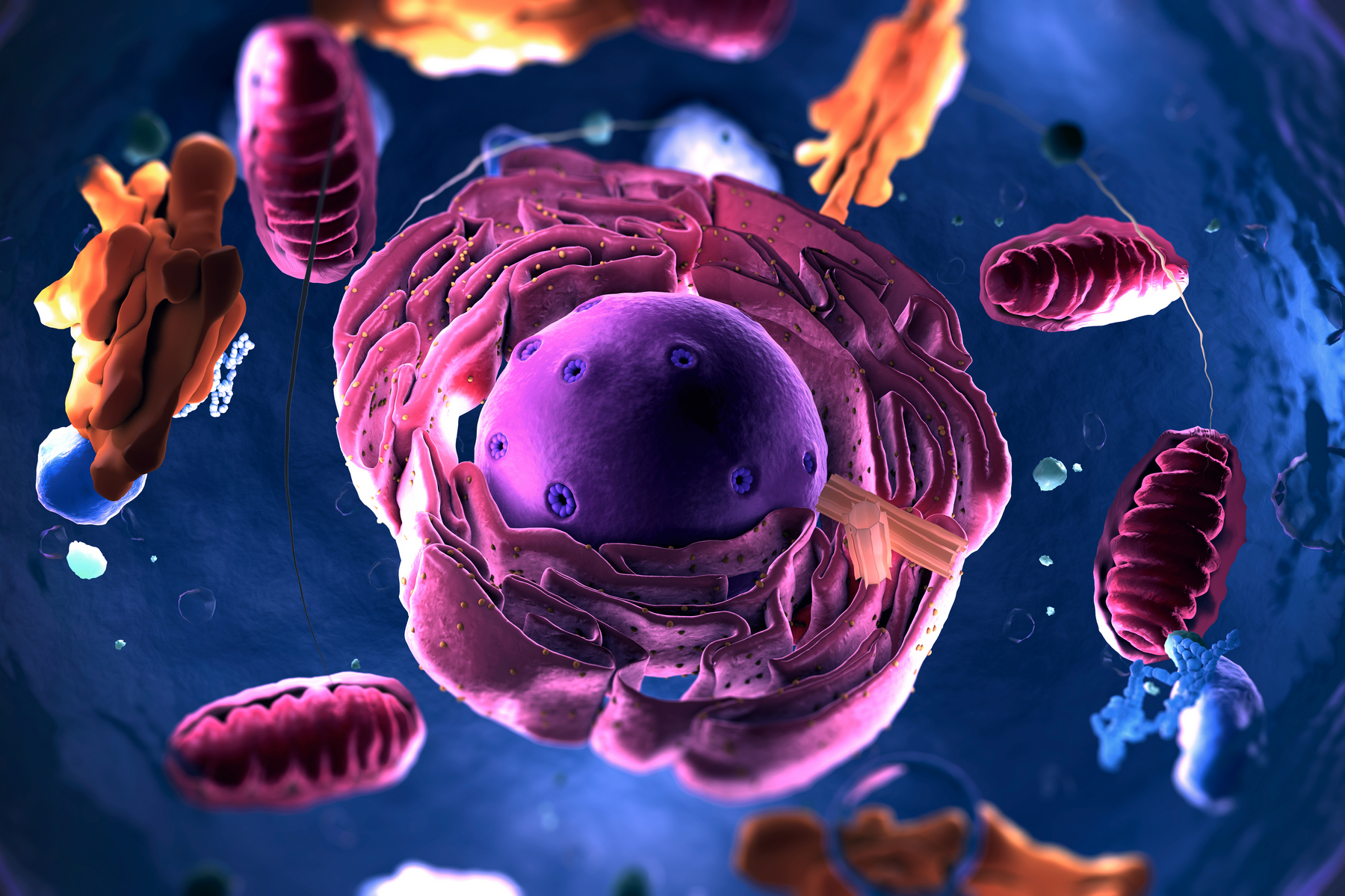 <p>Mitochondrie je membránově obalená organela, kterou lze nalézt ve většině eukaryotických (např. lidských) buněk.</p>