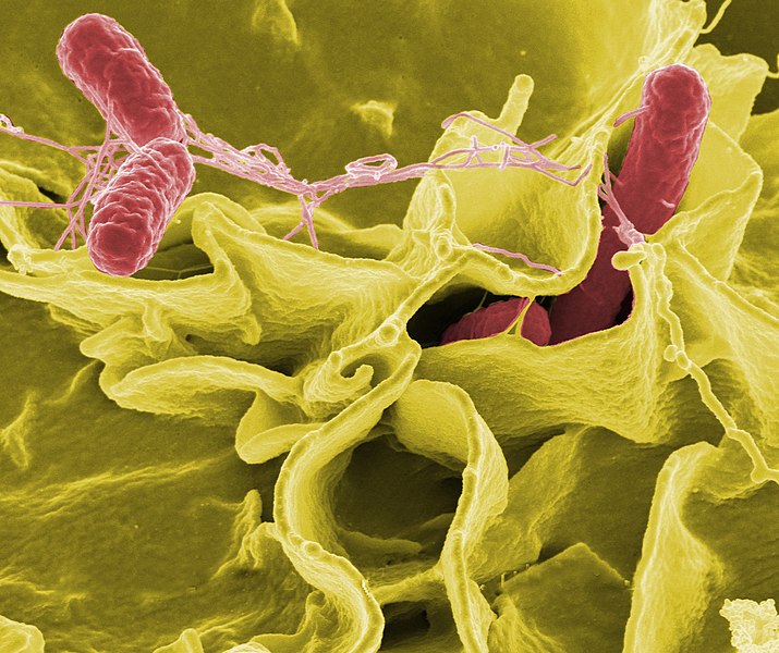 <p><em>Salmonella typhimurium</em> v kultuře lidských buněk.</p>