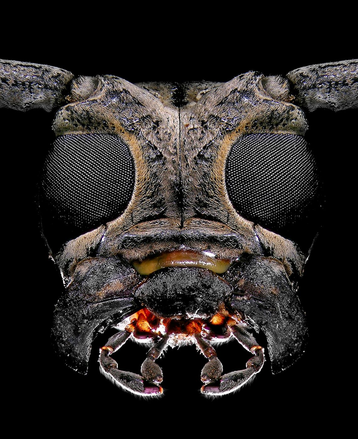 <h3>Záliba v ovocných stromech</h3><p>Druh <strong><em>Batocera rufomaculata</em> </strong>má v oblibě fíkovníky, mangovníky, jabloně a dalších několik desítek stromů. Dospělí jedinci dorůstají velikosti 30–50 mm a tento druh je považován za obtížného škůdce, který škodí především na ovocných stromech. Samička tohoto druhu dokáže do kůry stromu vykousat hluboký zářez, do nějž naklade až 250 vajíček.</p>