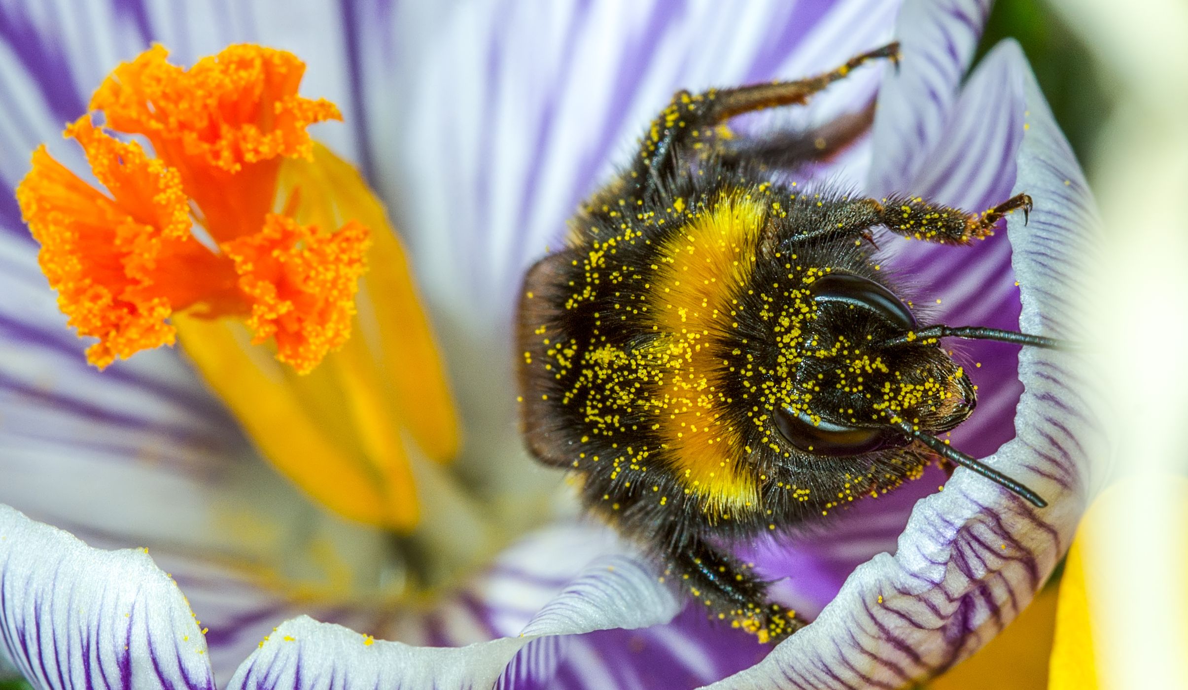 <p><strong>Čmelák zemní</strong> <em>(Bombus terrestris)</em> není jen sympatickým opylovačem, ale někdy jen bezohledným lupičem, který prokouše stěnu květu a vykrade nektar.</p>