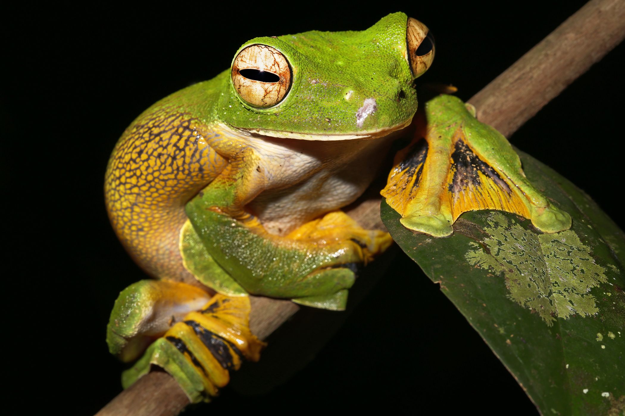 <p>Potravu létavky černoblanné tvoří hmyz a další drobní bezobratlí živočichové. <em>(foto: Shutterstock)</em></p>
