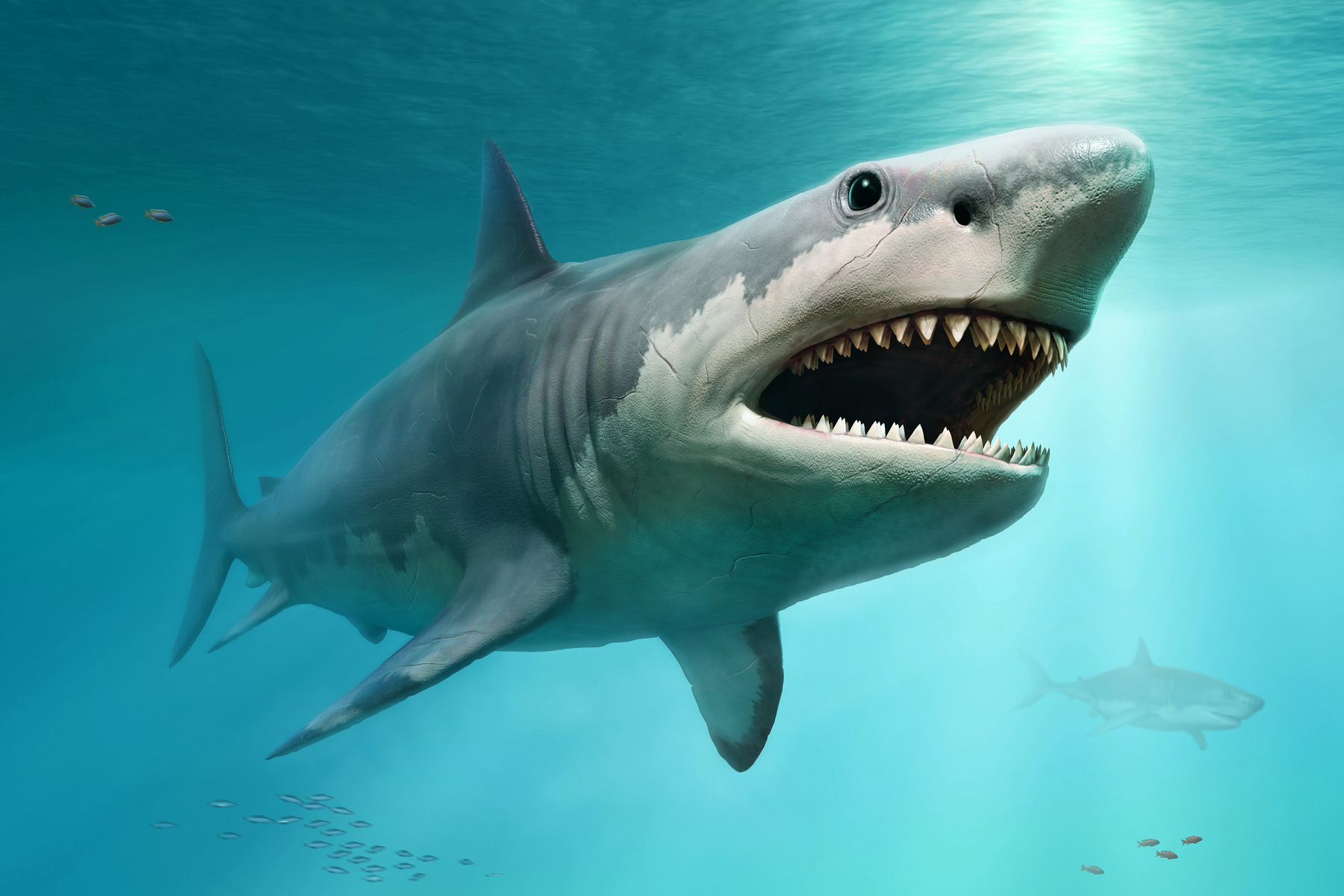 <p>Podle nové analýzy fosilních lebek velryb byly nosy vorvaňů oblíbenou pochoutkou nejen pro megalodony, ale i pro další starověké žraloky. <em>(foto: Shutterstock)</em></p>