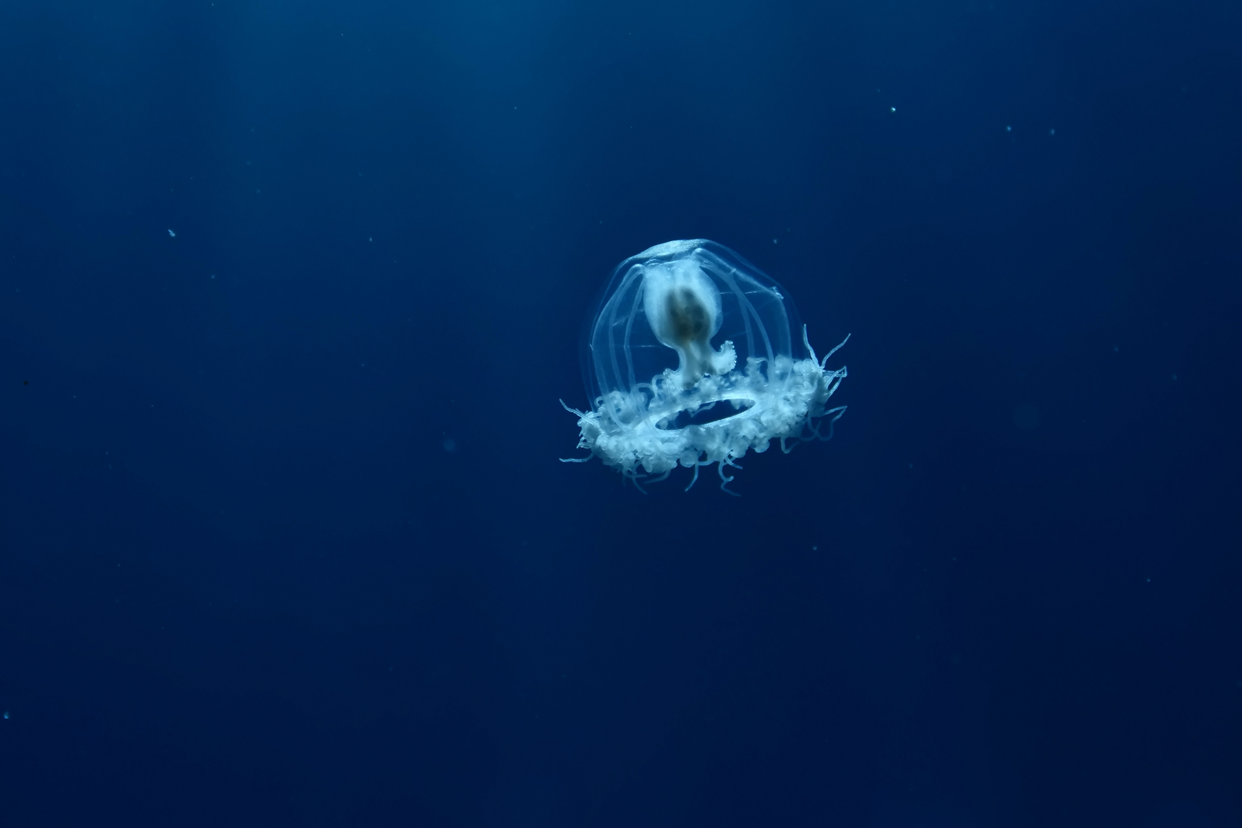 <p>Žahavec <em><strong>Turritopsis dohrnii</strong></em>, známý také jako „nesmrtelná medúza“, nebo „medúza Benjamina Buttona“. <em>(foto: Shutterstock)</em></p>