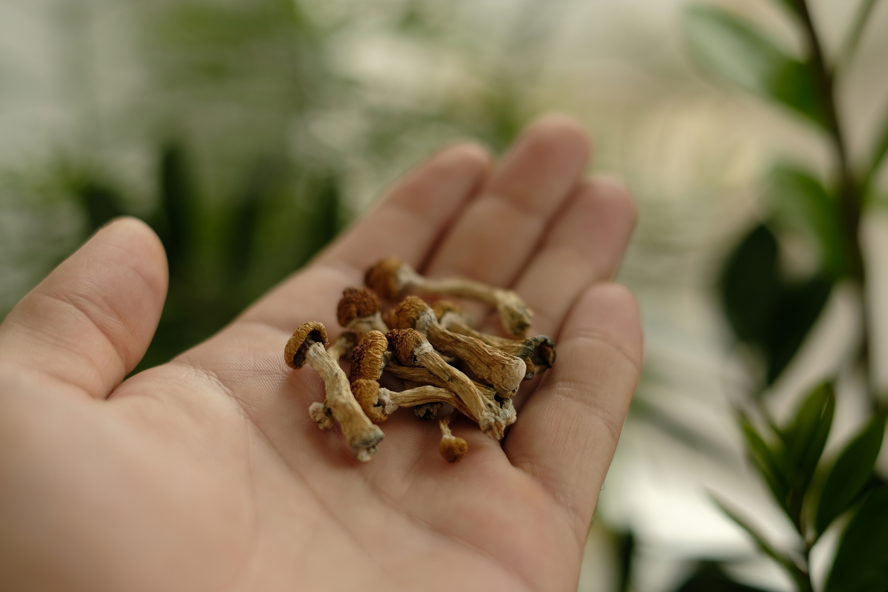 <p>Po osmi měsících od zahájení experimentu přestalo úplně pít 48 procent psilocybinem medikovaných pacientů. <em>(foto: Shutterstock)</em></p>
