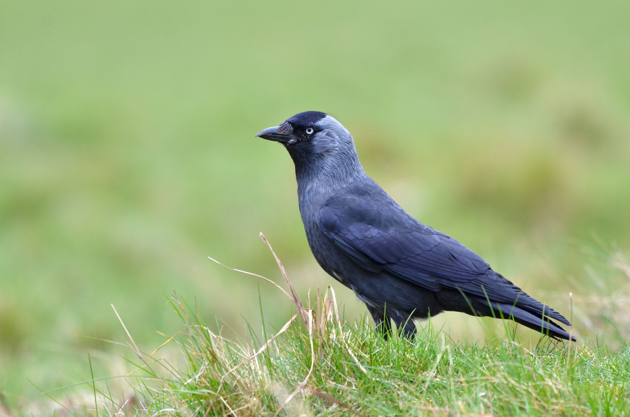 <p>Kavka je nejmenším z krkavcovitých ptáků – je velká zhruba jako hrdlička.<em> (foto: Shutterstock)</em></p>