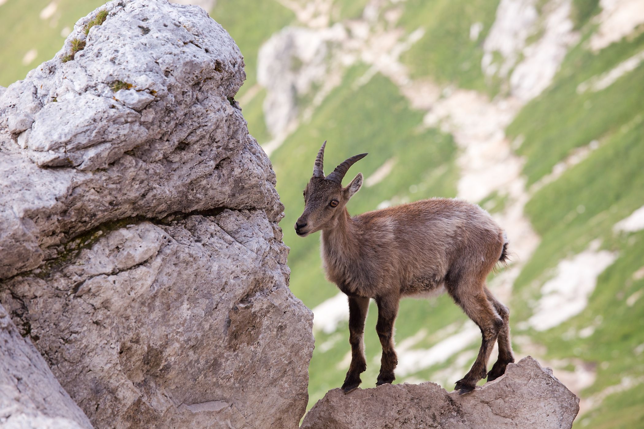<p>Umění udržovat rovnováhu na příkrých skalních stěnách se mladí kozorožci učí od prvního dne svého života.<em> (foto: Shutterstock)</em></p>