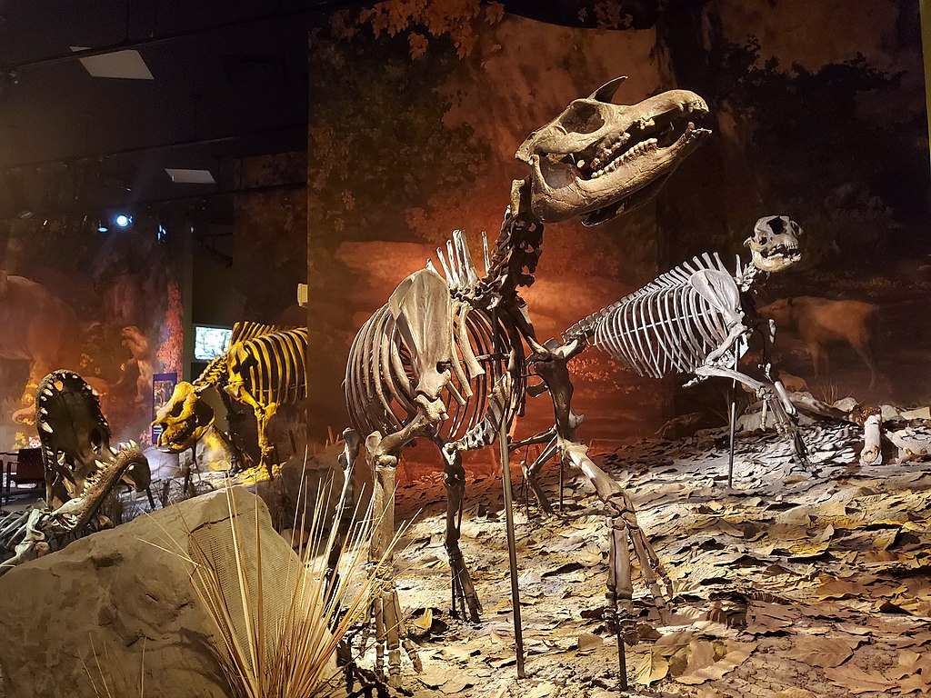 <p>Savci z třetihorního naleziště Gray Fossil Site v americkém Tennessee.</p>