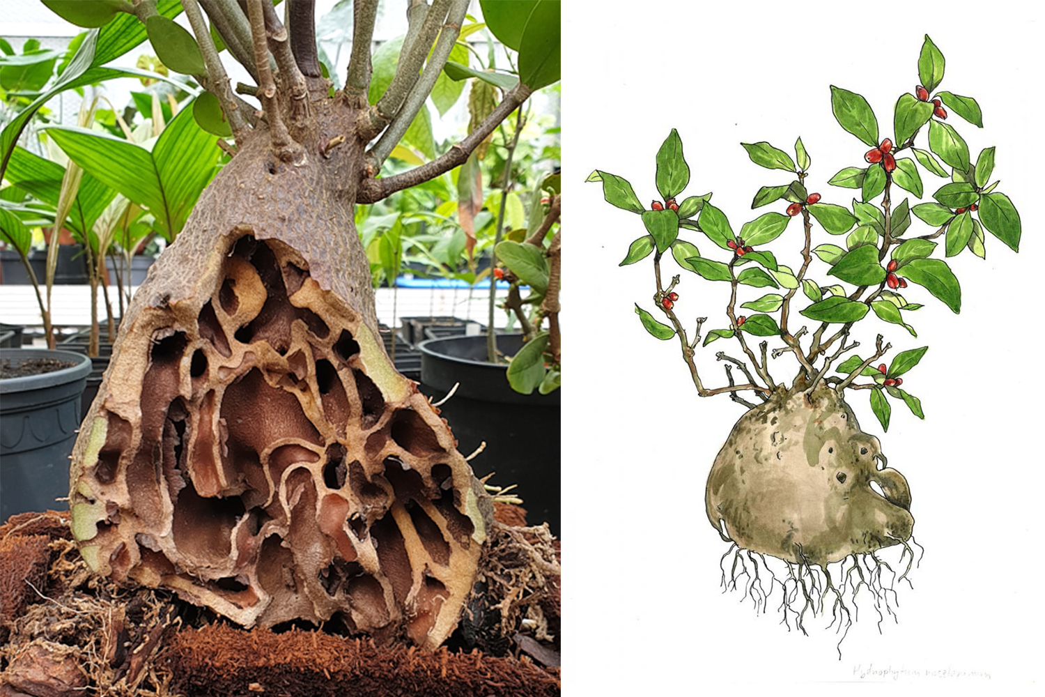 <h3><em>Hydnophytum moseleyanum</em></h3><p>Epifyticky rostoucí (uchycuje se na jiné rostlině, ale neparazituje na ní) druh sukulentu s výrazným ztloustlým kaudexem (zásobárna živin), z nějž na spodní straně vyrůstají kořínky a na horní straně delší tenčí větve. Celková velikost rostlin může dosahovat až 50 cm.</p><p>Kaudex má obvykle hruškovitý tvar s hladkým povrchem, velký je až 25 cm. Vnitřní část je dutá s komůrkami obývanými mravenci a několika otvory sloužícími pro jejich vstup. Nenápadné bílé květy jsou 3 až 4 mm dlouhé, trubkovité. Plody jsou dužnaté červenooranžové bobule, velké okolo 8 mm. Domorodci přisuzují druhu léčivé účinky. <em>(foto: Pavel Sekerka; ilustrace: Tereza Samková)</em></p><p><strong>Rozšíření:</strong> Papua Nová Guinea a severovýchodní Austrálie<br /><strong>Ekologie:</strong> Epifyt v tropických pralesích</p>