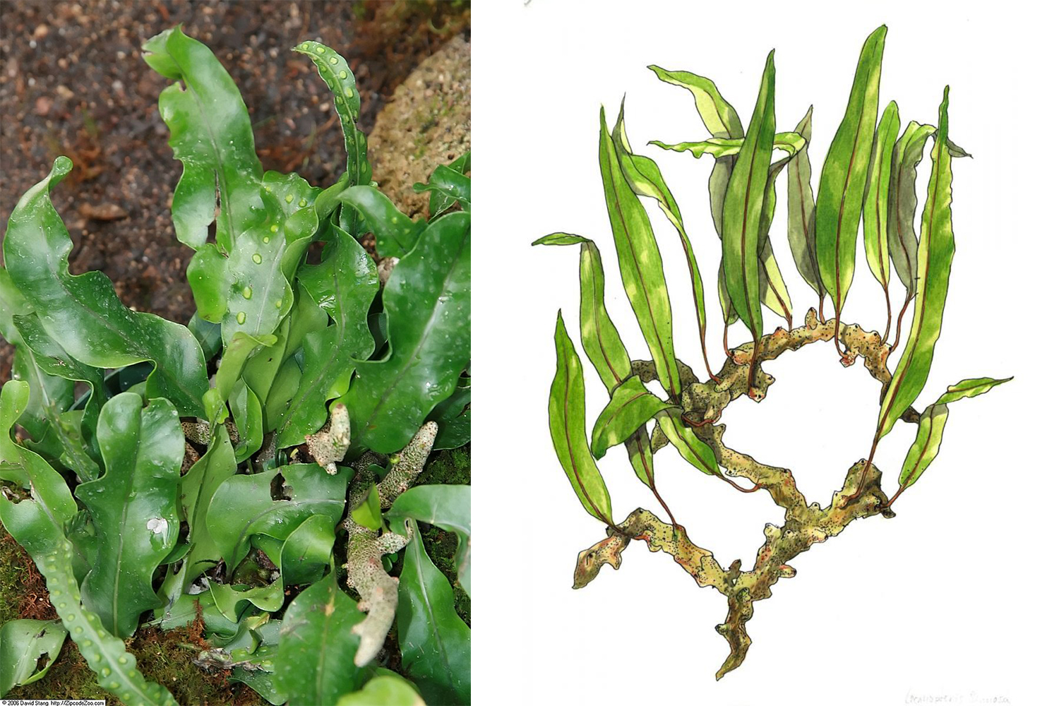 <h3><em>Lecanopteris sinuosa</em></h3><p>Kapradina s jazykovitými listy, jimiž se liší od ostatních zástupců rodu, které mají listy s peřenosečnými úkrojky. Na listech se tvoří okrouhlé kupky výtrusnic. Oddenky jsou dlouhé, plazivé. Mladý oddenek je plný, později v něm vzniká dutina a stěny se zpevňují fenolickými látkami, které brání jejich sežrání. Dutiny vytváří domov pro menší kolonie mravenců, mravenci naopak přinášejí do okolí kořenů živiny. <em>(foto: Wikimedia Commons, David Stang, CC BY-SA 4.0; ilustrace: Tereza Samková)</em></p><p><strong>Rozšíření:</strong> jihovýchodní Asie<br /><strong>Ekologie:</strong> Epifyt rostoucí v tropických deštných lesů</p>