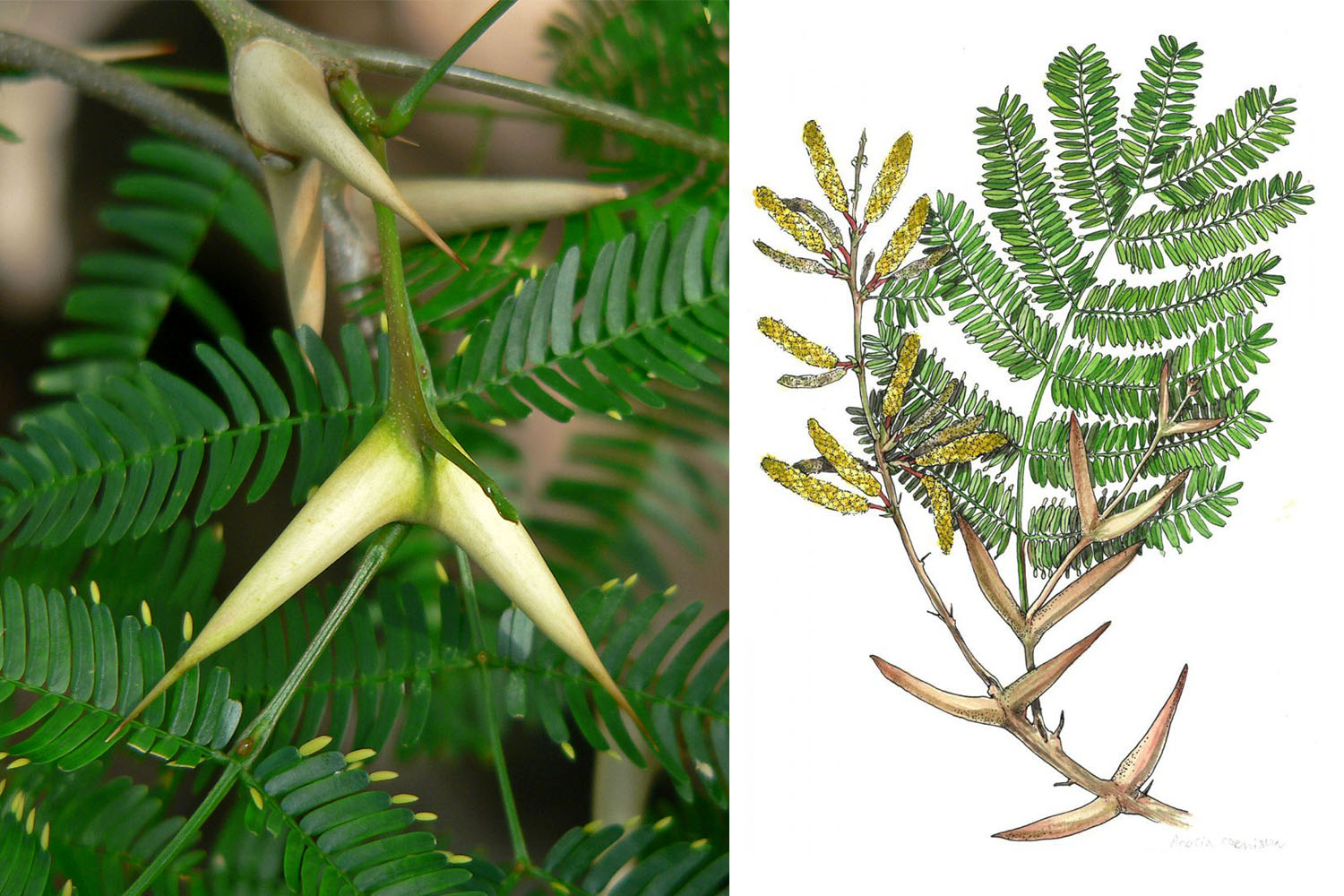 <h3>Kapinice rohatá <em>(Acacia cornigera)</em></h3><p>Strom s výrazně trnitými větvemi. Květy jsou drobné, žluté v hustých květenstvích. Plodem jsou lusky.</p><p>Mravenec <em>Pseudomyrmex ferruginea</em> žije v dutých trnech, vstupní otvor je u jejich vrcholů. <strong>Mravenci chrání strom před škůdci, také likvidují semenáčky v okolí a tím brání růstu konkurenčních dřevin</strong>. Při napadení stromu uvolňují mravenci alarmový feromon a vyrazí z obydlí ve velkém počtu. Na oplátku získávají na živiny bohatá nažloutlá tělíska vznikající na koncích listů, která jim slouží za potravu. <strong>Ochrana stromu je tak dokonalá, že listy ztratily jedovaté obsahové látky a hořkou chuť, která je pro příbuzné druhy typická</strong>. Lusky se používají jako zelenina, kůra má stahující účinky. <em>(foto: Wikimedia Commons, Stan Shebs, CC BY-SA 3.0; ilustrace: Tereza Samková)</em></p><p><strong>Rozšíření:</strong> Mexiko, Střední Amerika, zplaněl v Indii<br /><strong>Ekologie:</strong> sušší tropické lesy</p>