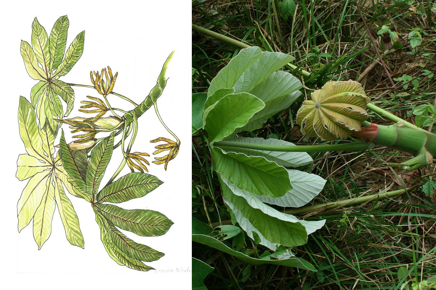 <h3><em>Cecropia peltata </em></h3><p>Řídce větvený dvoudomý strom. Květenství jsou stopkaté husté válcovité klasy, vyrůstající v úžlabí listů a nesoucí nepatrné květy. Plody jsou dužnaté, zelenavé, jedlé. Má léčivé účinky, duté větve se používají na výrobu hudebních nástrojů.</p><p>Větve jsou duté s příčnými přehrádkami a každý článek má po straně mělkou jamku. Mravenci snadno prokoušou její tenkou stěnu a vytvoří vstup pro budoucí kolonii. Na spodní straně řapíků jsou výrůstky s chlupy, na jejichž konci se vytvářejí na živiny bohatá tělíska. </p><p><strong>Strom obývají mravenci rodu <em>Azteca</em>. Chrání ho před škůdci, včetně mravenců rodu <em>Atta</em>, kteří stříhají listy a odnáší do hnízd.</strong> Na Portoriku a dalších Karibských ostrovech, kde je menší tlak býložravců, nejsou tyto stromy obsazeny mravenci a nevytvářejí krmná tělíska. <em>(foto: Wikimedia Commons, Vojtěch Zavadil, CC BY-SA 3.0; ilustrace: Tereza Samková)</em></p><p><strong>Rozšíření:</strong> Střední a Jižní Amerika<br /><strong>Ekologie:</strong> Poloopadavé tropické lesy s výraznější periodou sucha</p>