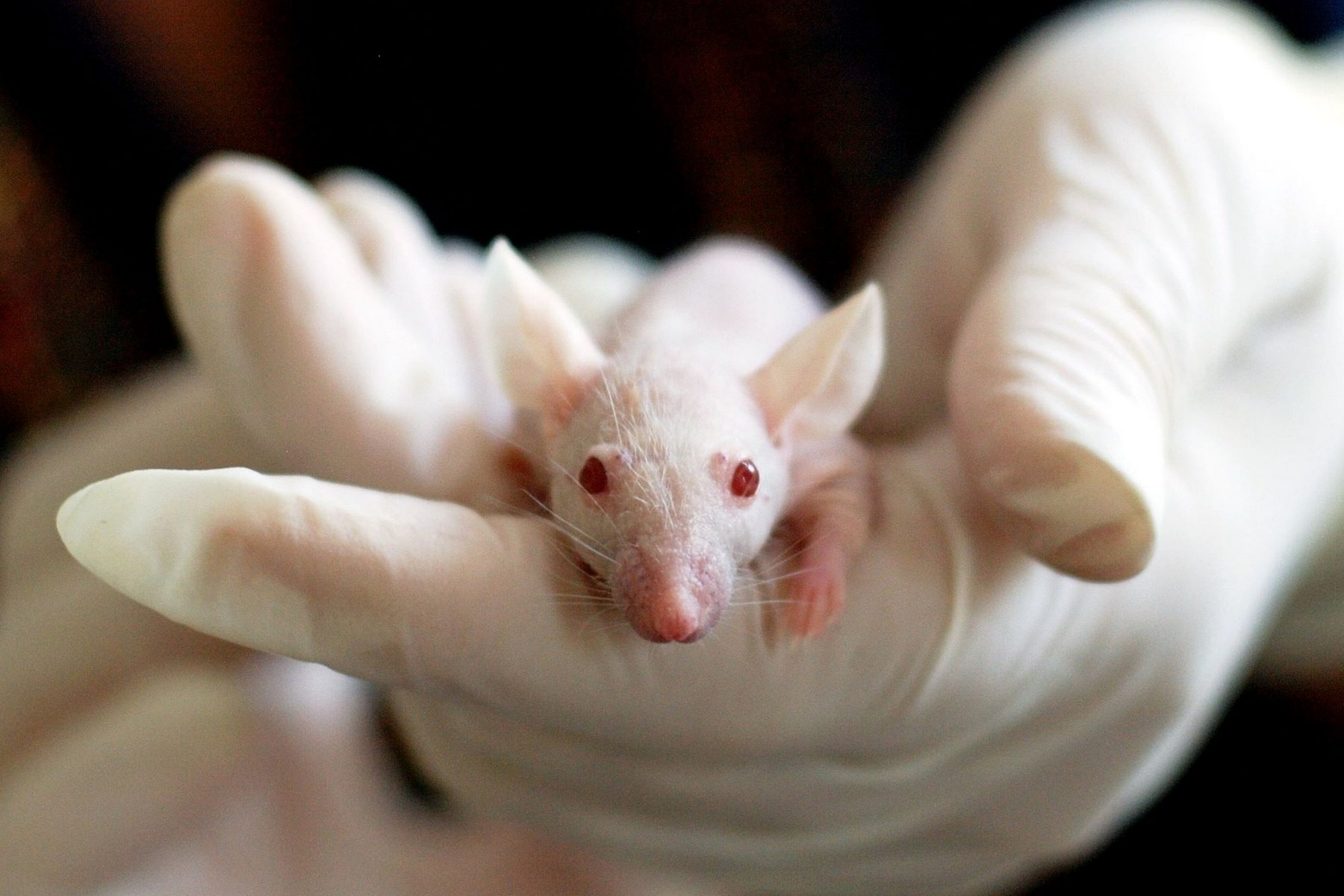 <p>Pozoruhodná hybridní imunita řeší problém transplantací se sníženou imunitou a zvýšenou náchylností k infekcím. <em>(foto: Pixabay, Tibor Janosi Mozes, CC0)</em></p>
