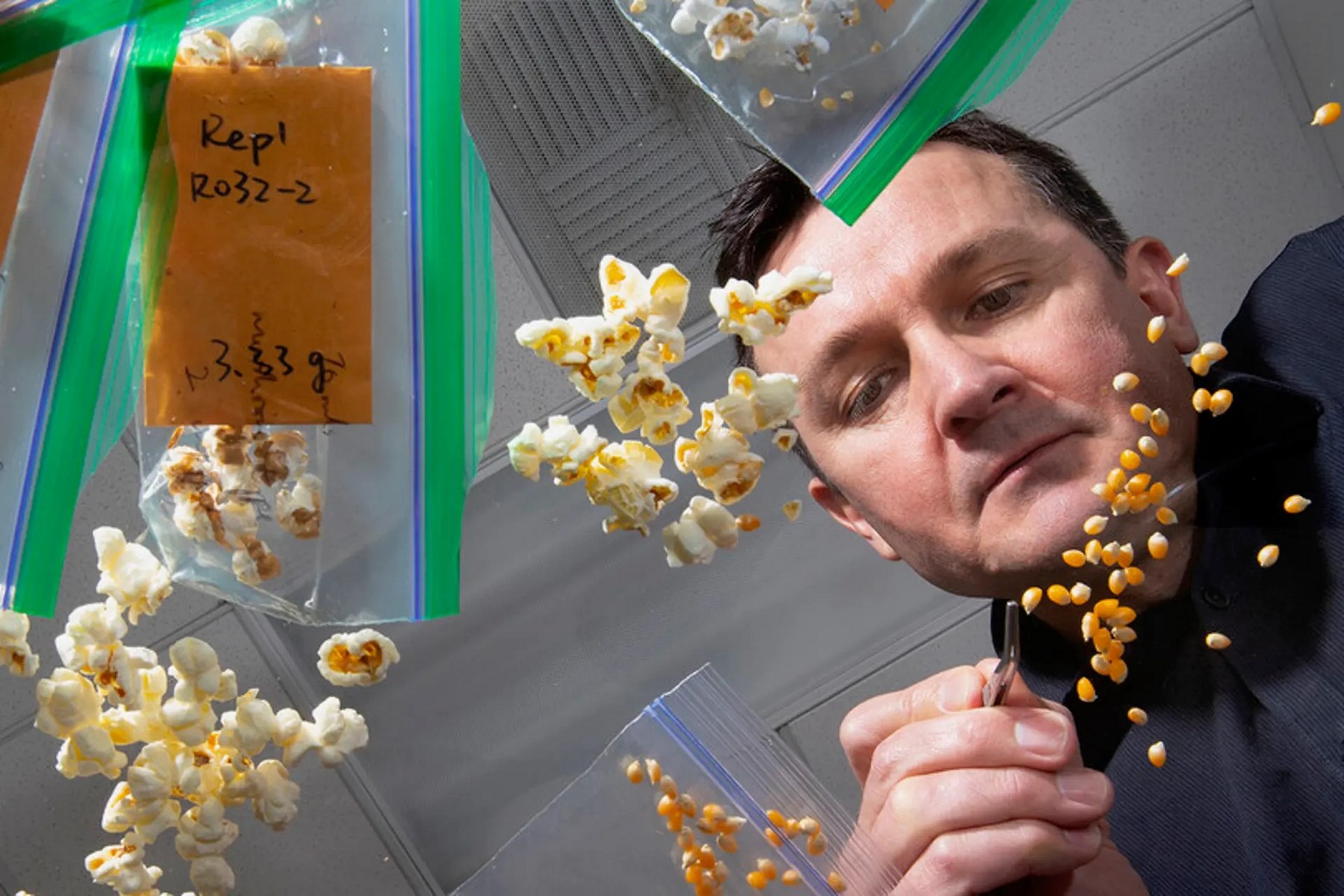 <p>Vedoucí výzkumu David Holding s geneticky vylepšeným popcornem. <em>(foto: University Communication and Marketing, Craig Chandler, CC BY-SA 4.0)</em></p>