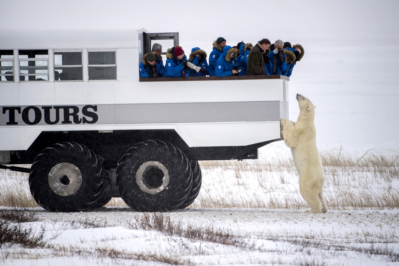 <h3>Polar Bear 81 </h3><p><strong>autor:</strong> Bob Chiu |<strong> čestná zmínka v kategorii:</strong> Cesty a dobrodružství</p><p>Každý rok mezi říjnem a listopadem se lední medvědi vydávají k zamrzlému Hudsonovu zálivu v Kanadě za potravou. Ve stejné době tam proto turistické agentury vozí zájemce v otevřených nákladních vozech, aby se mohli k šelmám přiblížit doslova na dosah.<em> (foto: SIPA, Bob Chiu)</em></p>