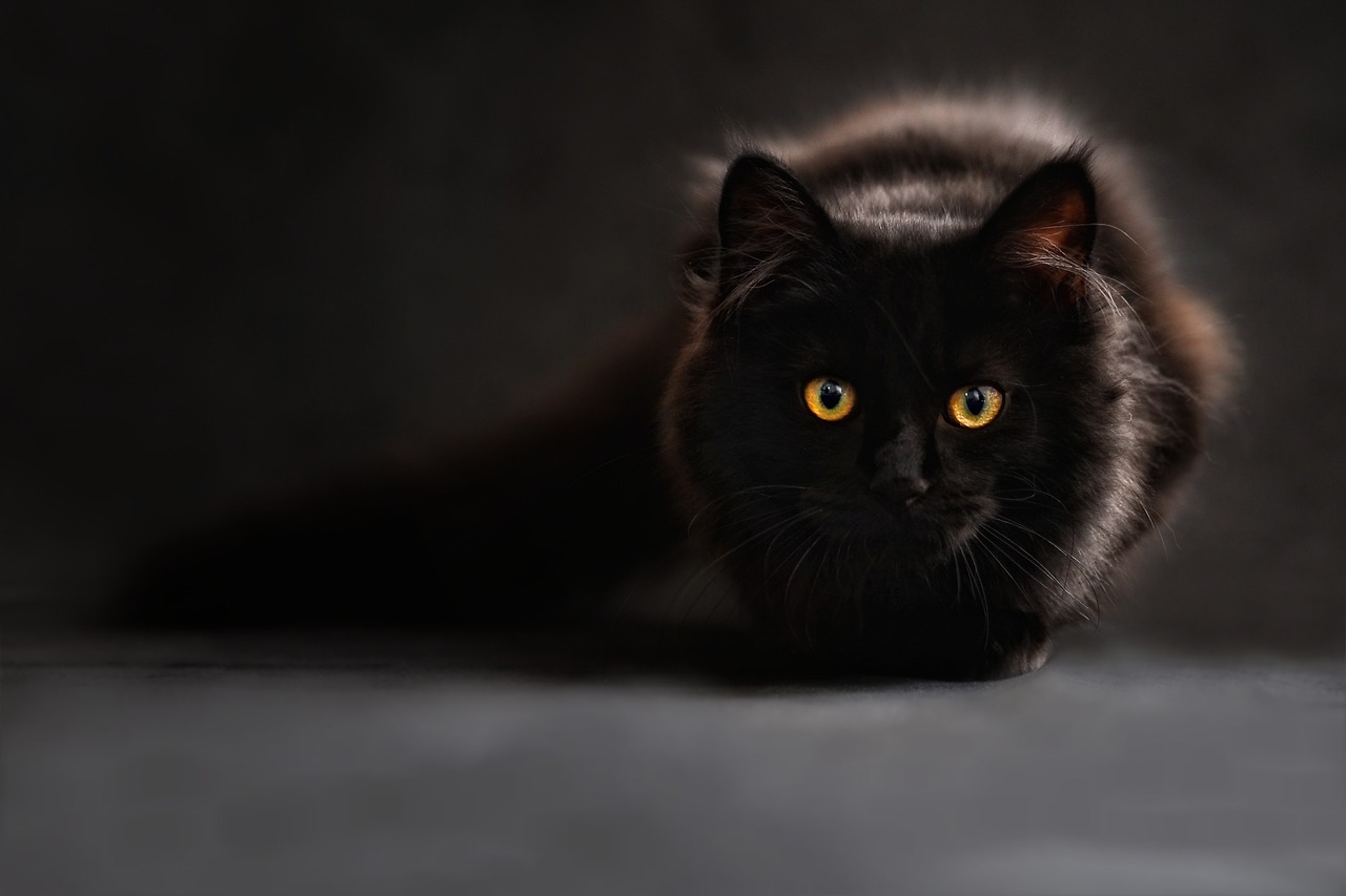 <p>Naši předkové kočky využívali skutečně všestranně. <em>(foto: Pexels, CC0)</em></p>