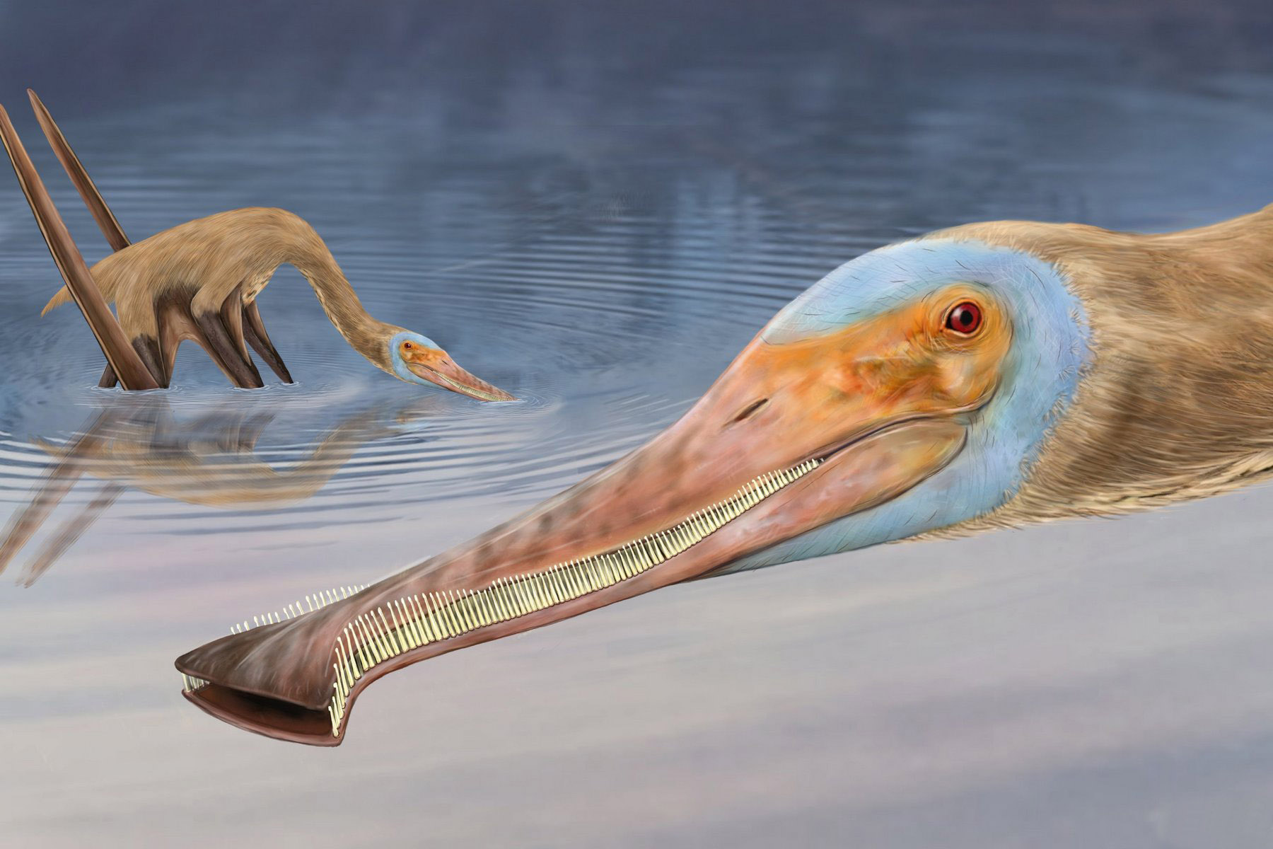 <p>Fosilie ptakoještěra <em><strong>Balaenognathus maeuseri</strong> </em>byla nalezena v německém lomu a byla popsána paleontology z Anglie, Německa a Mexika. <em>(ilustrace: University of Portsmouth, Megan Jacobs, CC BY-SA 4.0)</em></p>