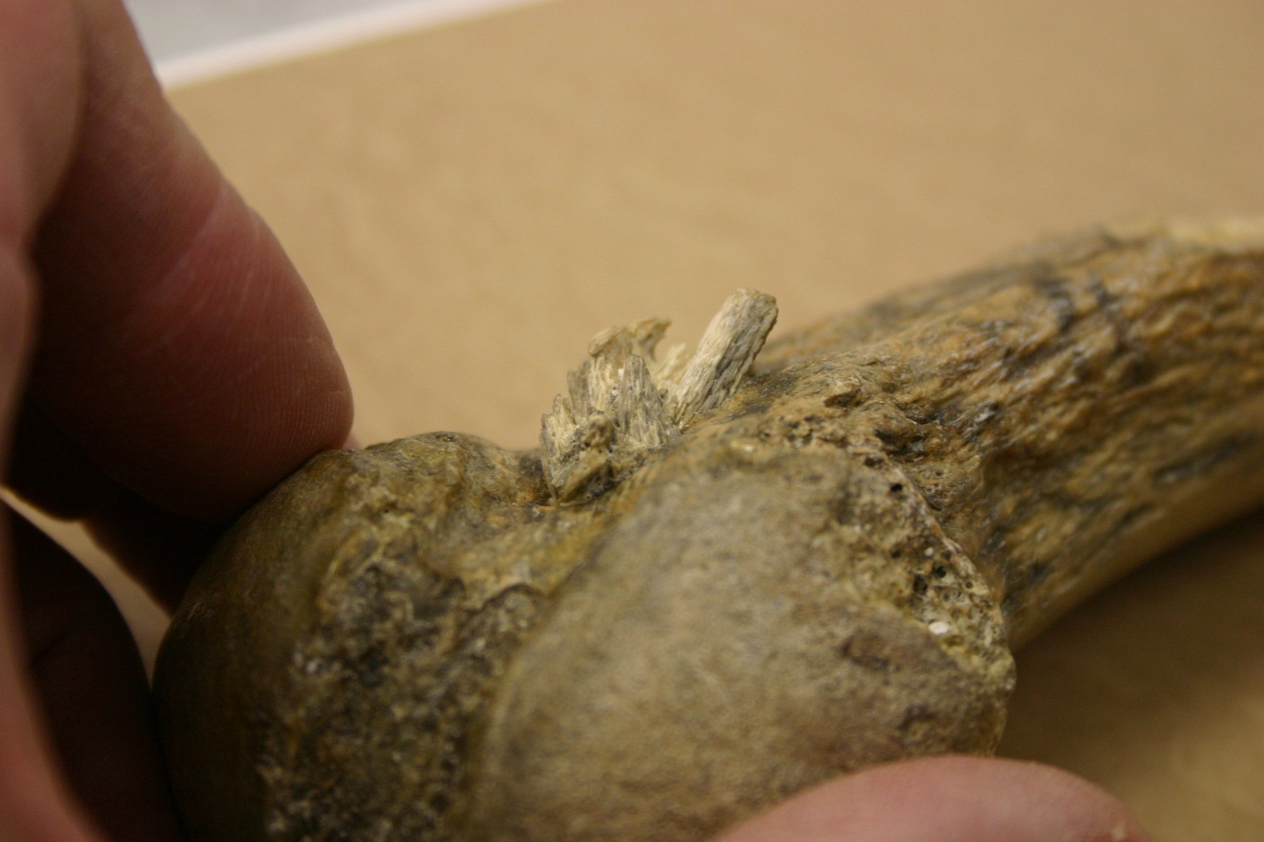 <p>Kostěný hrot v žebru dávného mastodonta.<em> (foto: Center for the Study of the First Americans, Texas A&M University, CC BY-SA 4.0)</em></p>
