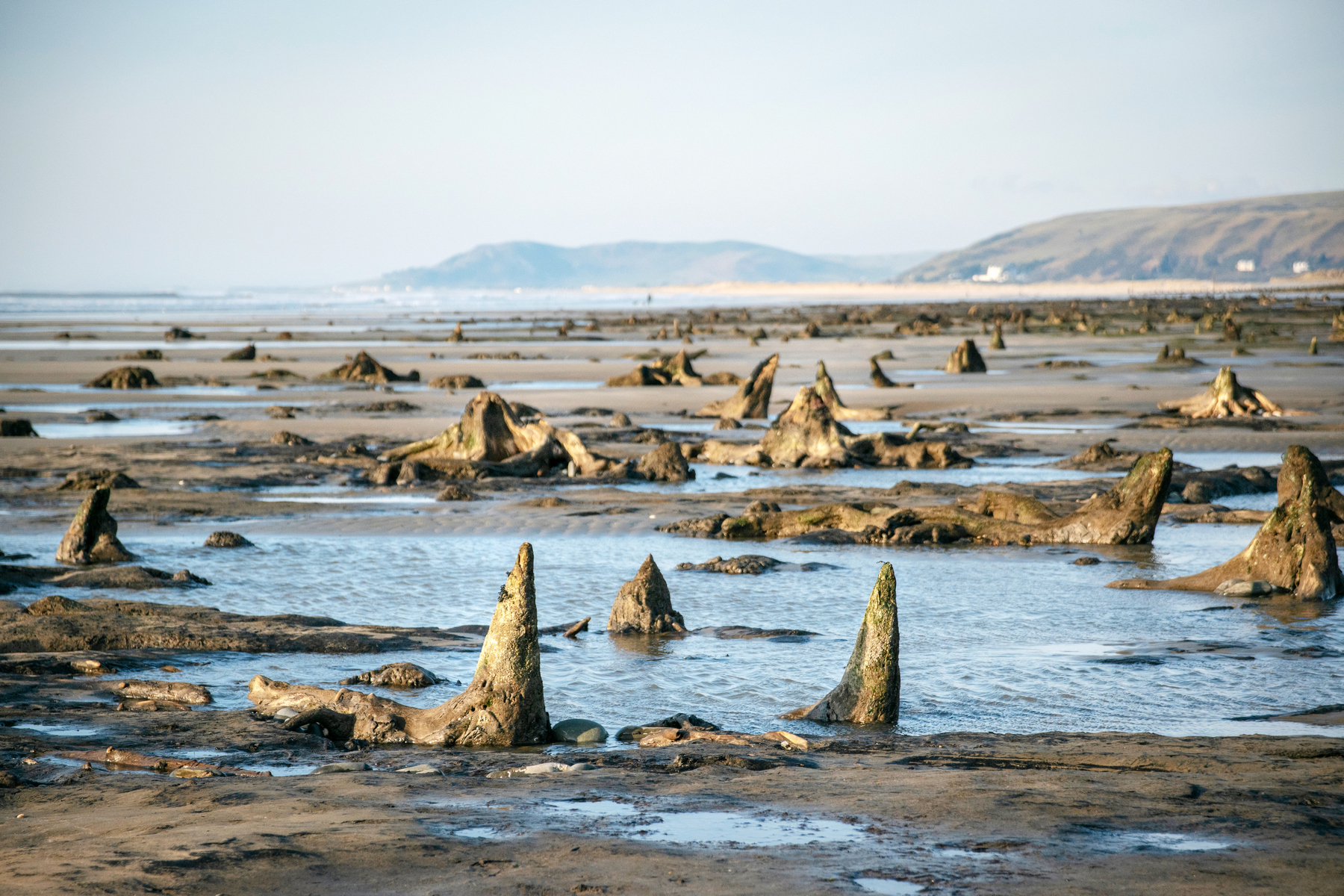 <p>Zkamenělý les vystupující za odlivu z moře u vesnice Borth. <em>(foto: Shutterstock)</em></p>