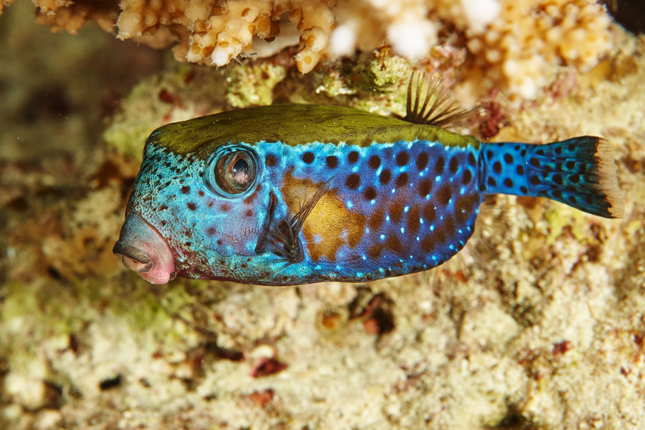 <p>Havýš modrý žije v západní části Indického oceánu a v Perském zálivu.<em> (foto: Shutterstock)</em></p>