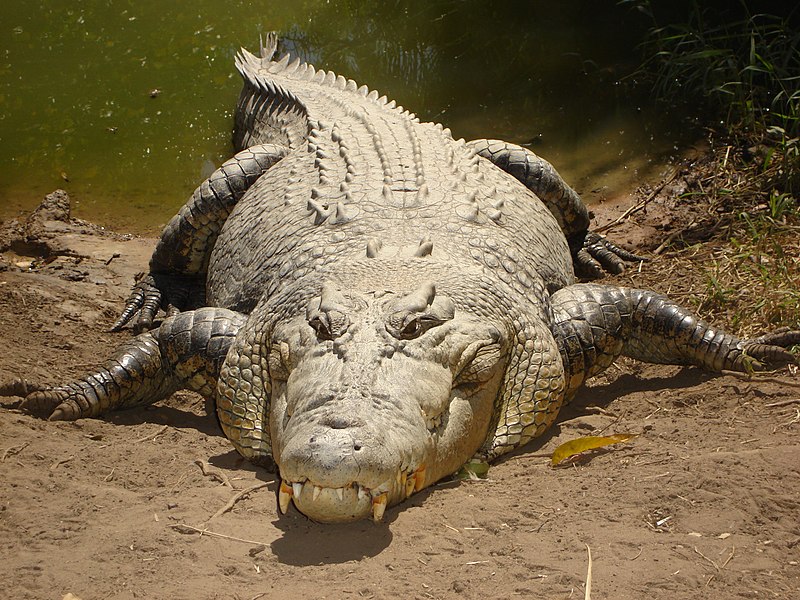 <p>Vědci objevili fyziologický trik mořského krokodýla, která pomáhá jeho imunitnímu systému identifikovat a zabíjet houbové infekce.<em> (foto: Wikimedia Commons, fvanrenterghem, CC BY-SA 2.0)</em></p>