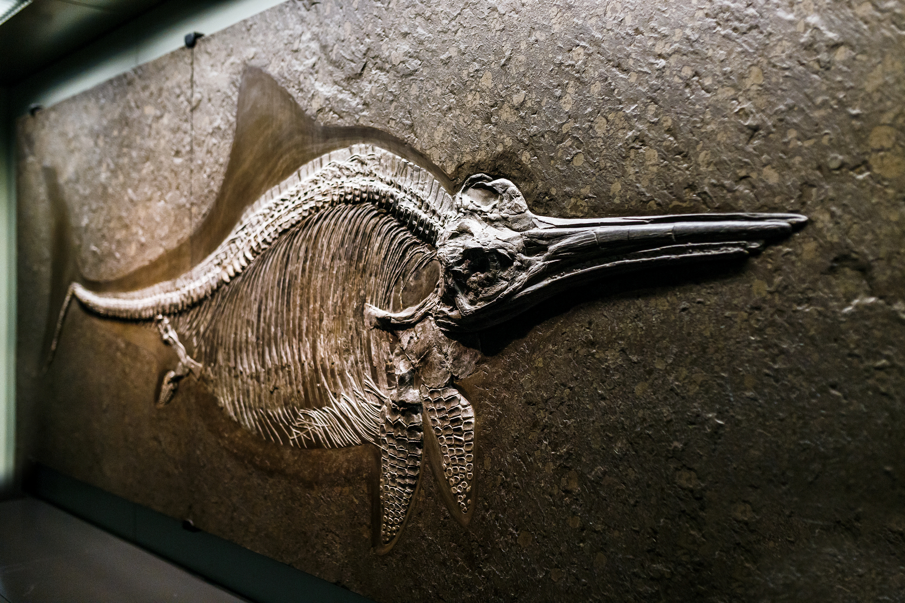 <p>Fosilie Ichthyosaura vystavená v Přírodovědeckém muzeu ve Vídni. <em>(ilustrační foto: Shutterstock)</em></p>