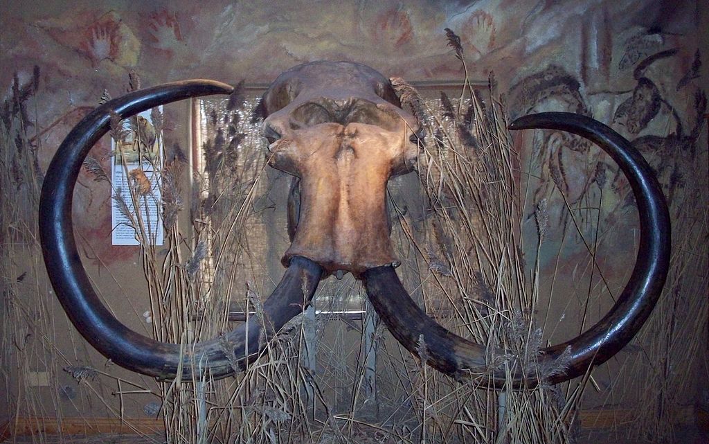 <p>Lebka mamuta z Doggerlandu, kterou vylovili rybáři v Severním moři.<em> (foto: Wikimedia Commons, Ogmios, CC BY-SA 3.0 CZ)</em></p>