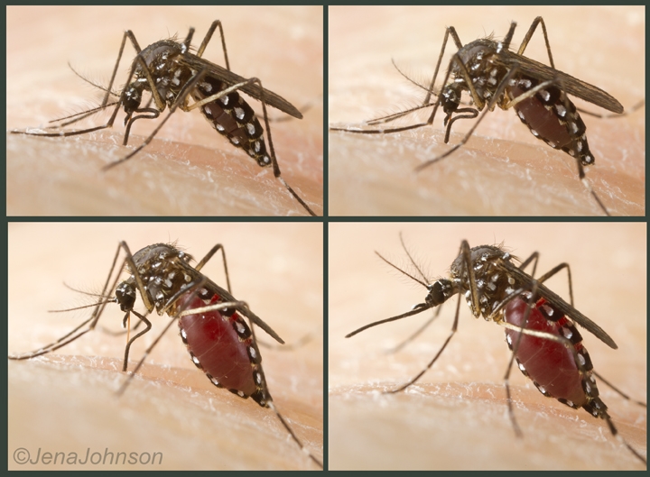 Komár Aedes - 