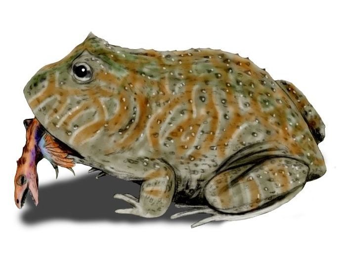<p><em>Beelzebufo ampinga</em> - gigantická žába z druhohor měla pekelný stisk čelistí.</p>