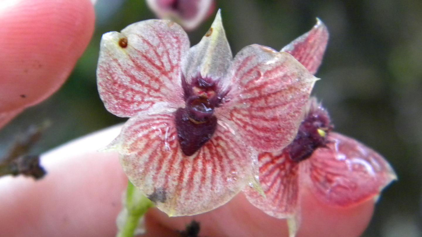 Démonova orchidej - 
