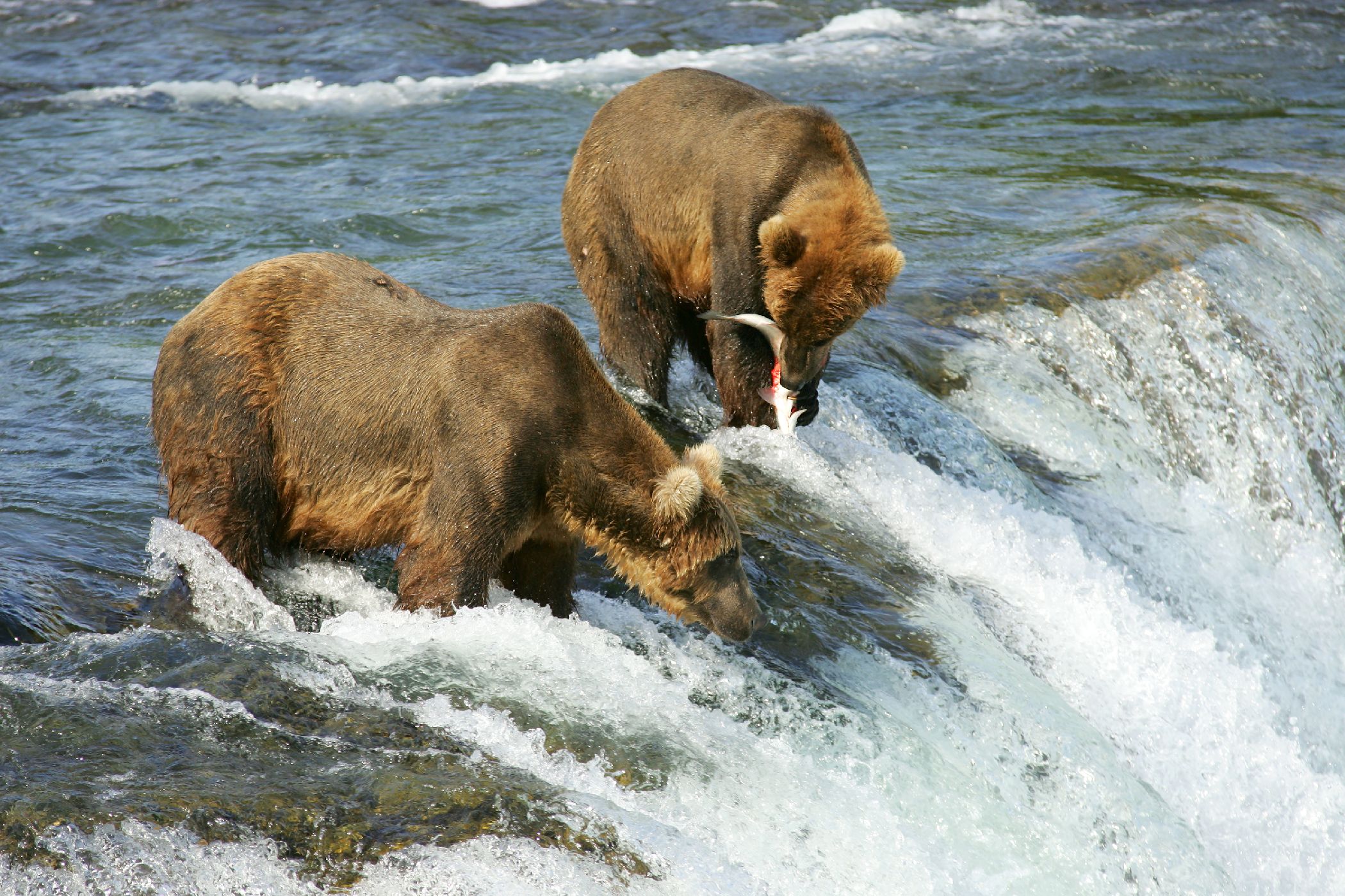 Zásobárna a distribuce -<p>Lososi a medvědi grizzly tvoří klíčové druhy krajiny u říčních koryt. První představují obrovskou zásobárnu živin, druzí nepostradatelné distributory</p>