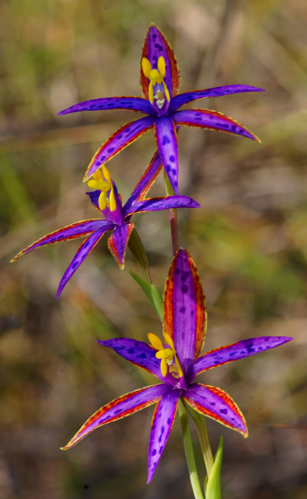 Orchidej Thelymitra variegata - 