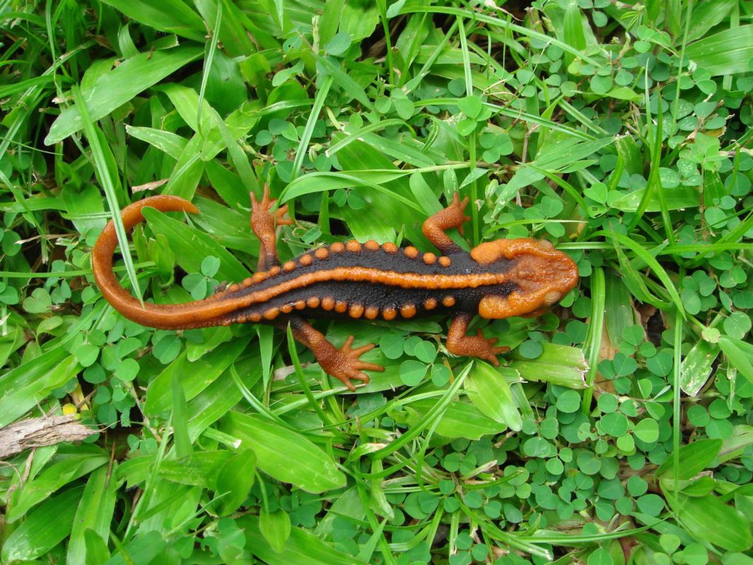 Čolek Klingon -<p>Čolek <em>Tylototriton anguliceps</em> jako by z oka vypadl Klingonovi</p>