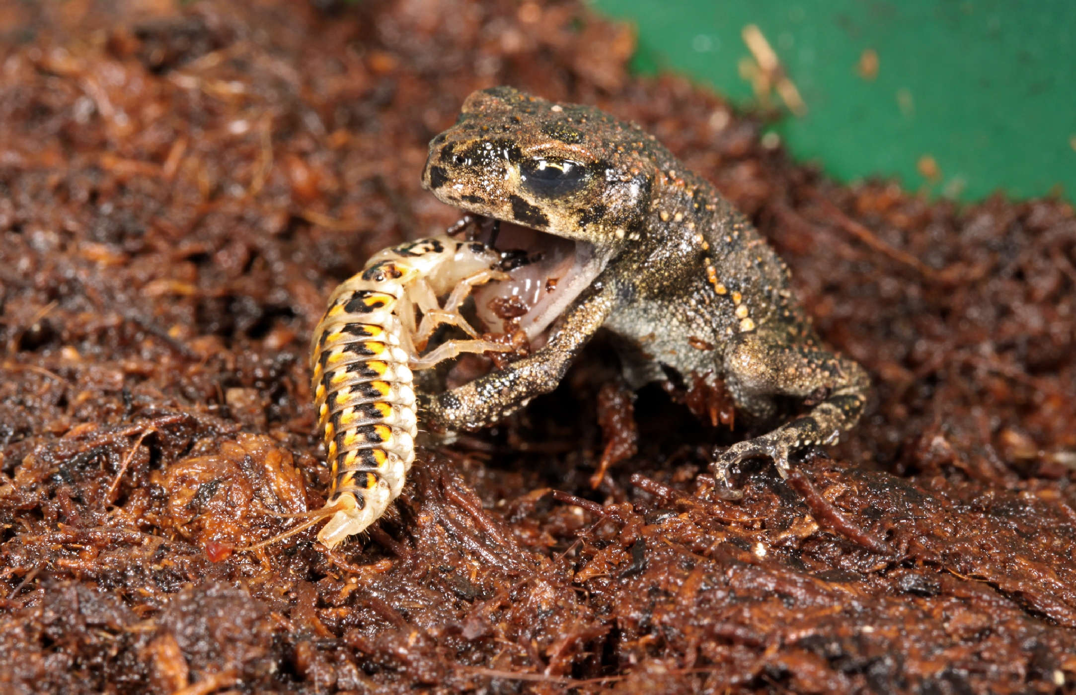 Obrácené role -<p>Mohlo by se zdát, že larva Epomis circumscriptus je ropuchou polykána. Skutečnost je taková, že žába se v tomto okamžiku marně snaží zakousnuté larvy zbavit</p>