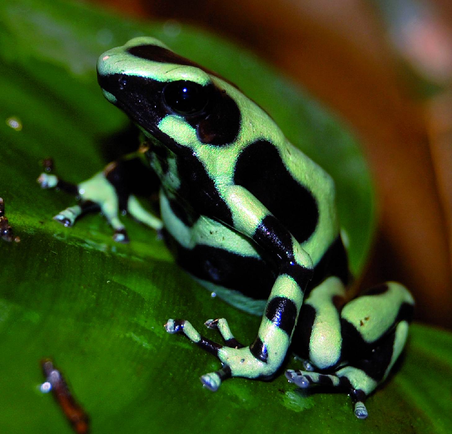 <p>Kostarická <strong>pralesnička batiková</strong> <em>(Dendrobates auratus)</em>, stejně jako i další druhy čeledi Dendrobatidae, ztrácí chovem v zajetí svoji jedovatost. Důvodem je jiná skladba stravy v zajetí a ve volné přírodě. Ve svém přirozeném prostředí se živí především termity a mravenci, ze kterých získává enzymy potřebné k tvorbě prudce jedovatých toxinů. Indiáni otírají tyto žáby o hroty svých šípů, aby z nich dostali smrtící látku, a odtud získaly pralesničky název „šípové žáby“. Pestré zbarvení mnoha z nich má varovnou funkci a upozorňuje případné predátory na nepoživatelnost těchto nebezpečných krásek.</p>