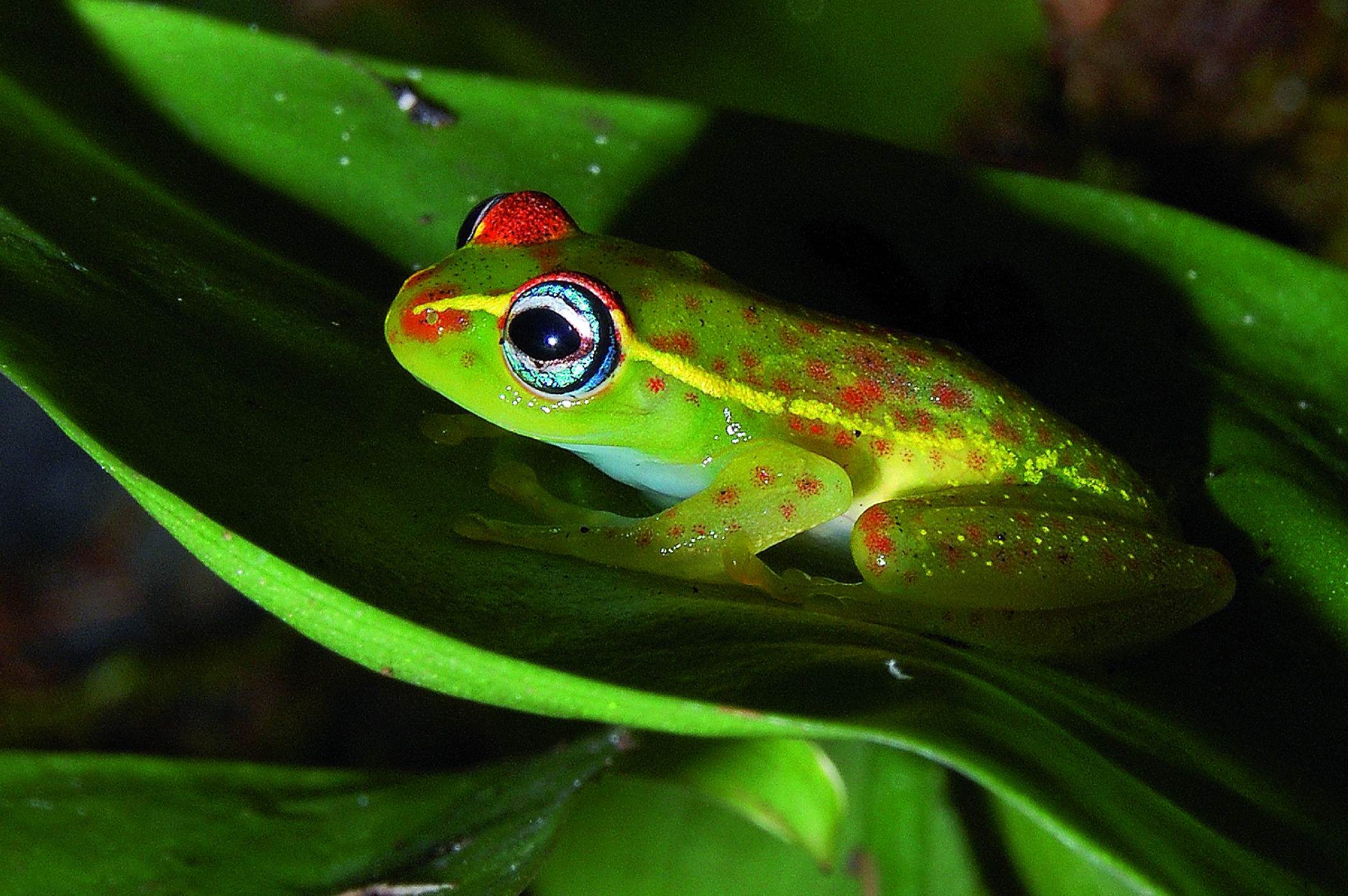 <p>Žáby <strong><em>Boophis rappiodes</em> </strong>žijí kolem potoků v pralesích východního Madagaskaru. Mají tak průhlednou břišní stěnu, že jsou jim vidět i vnitřní orgány. Způsobem života i vzhledem nápadně připomínají jihoamerické „skleněné žáby“ rodu Centronella. Tato vzájemná podobnost se nazývá konvergence. Ačkoli se jedná o druhy z dvou různých čeledí, přizpůsobily se podobně danému životnímu prostředí, i když se vyvíjely na různých kontinentech vzdálených od sebe tisíce kilometrů. </p>