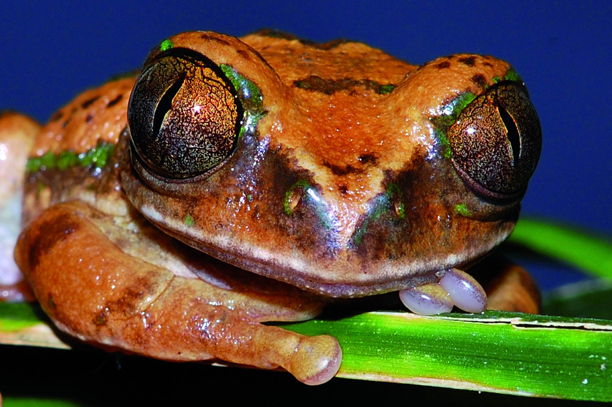 <p>Mezi taxonomický oříšek patří africké rákosničky rodu <strong><em>Leptopelis</em></strong>. V dospělosti vypadají natolik podobně, že se dají spolehlivě odlišit až při vokalizaci samců. Ani mladé jedince nelze jednoznaznačně identifikovat. Barevně se většinou vůbec nepodobají svým rodičům.</p>