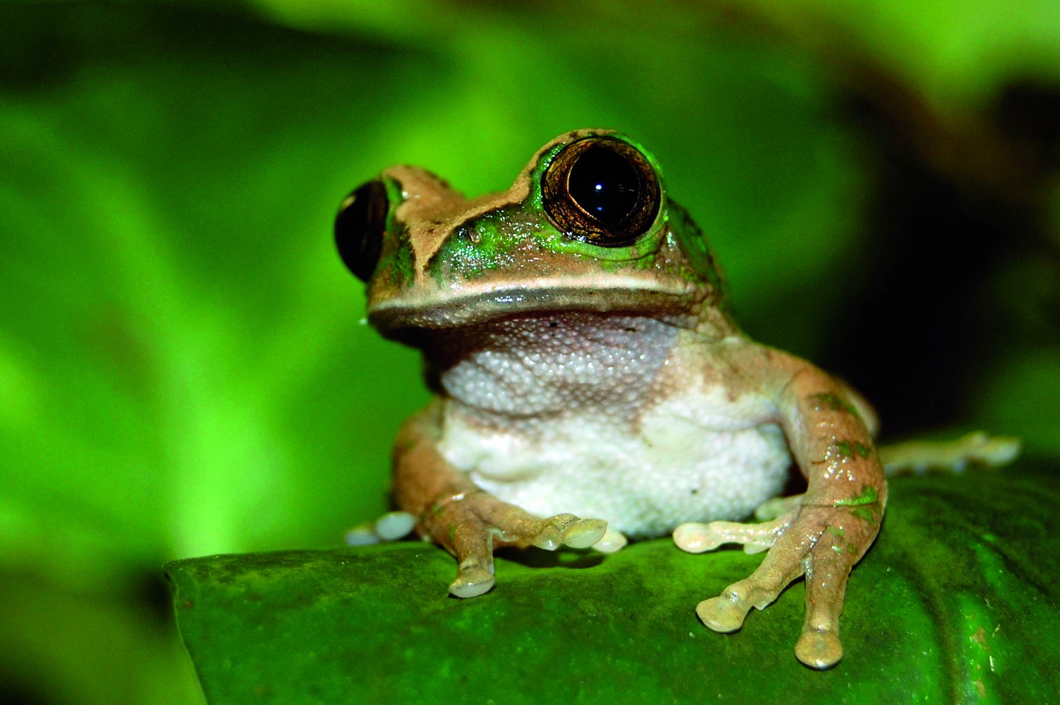 <p>Ačkoli <strong>rákosnička</strong> <em>Leptopelis christyi</em> patří mezi často dovážené a nenáročné terarijní chovance, její odchov v zajetí se dosud nezdařil. Z volné přírody je známo, že svá vejce klade do děr v zemi, odkud je poté spláchnou přívalové deště. Domovem těchto stromových žab jsou savany s galeriovými porosty, ale i horské lesy Tanzanie, Konga a Ugandy. Velké oči svědčí o nočním způsobu života.</p>