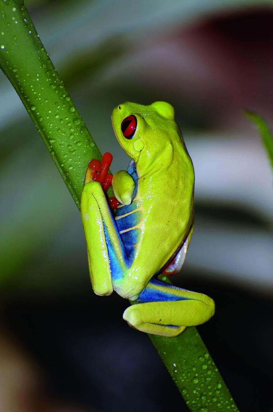 <p><strong>Listovnice nádherná</strong> <em>(Agalychnis callydrias)</em> je asi největším skvostem žabí říše a vyhledávaným cílem mnoha fotografů. Žije v pralesích Střední Ameriky a je perfektně přizpůsobená k lezení. Díky chápavým prstům dokáže viset z větve hlavou dolů a držet se přitom pouze za jednu končetinu. Nedělá jí problém ani pohyb po hladkém skle. Celý život tráví v korunách stromů a neslézá ani kvůli rozmnožování. Vejce, kterých bývá kolem stovky, klade na listy nad vodní hladinou. Zhruba po deseti dnech se pulci vykulí a padají přímo do svého živlu. V případě ohrožení jsou pulci listovnic schopni opustit líheň i dříve.</p>